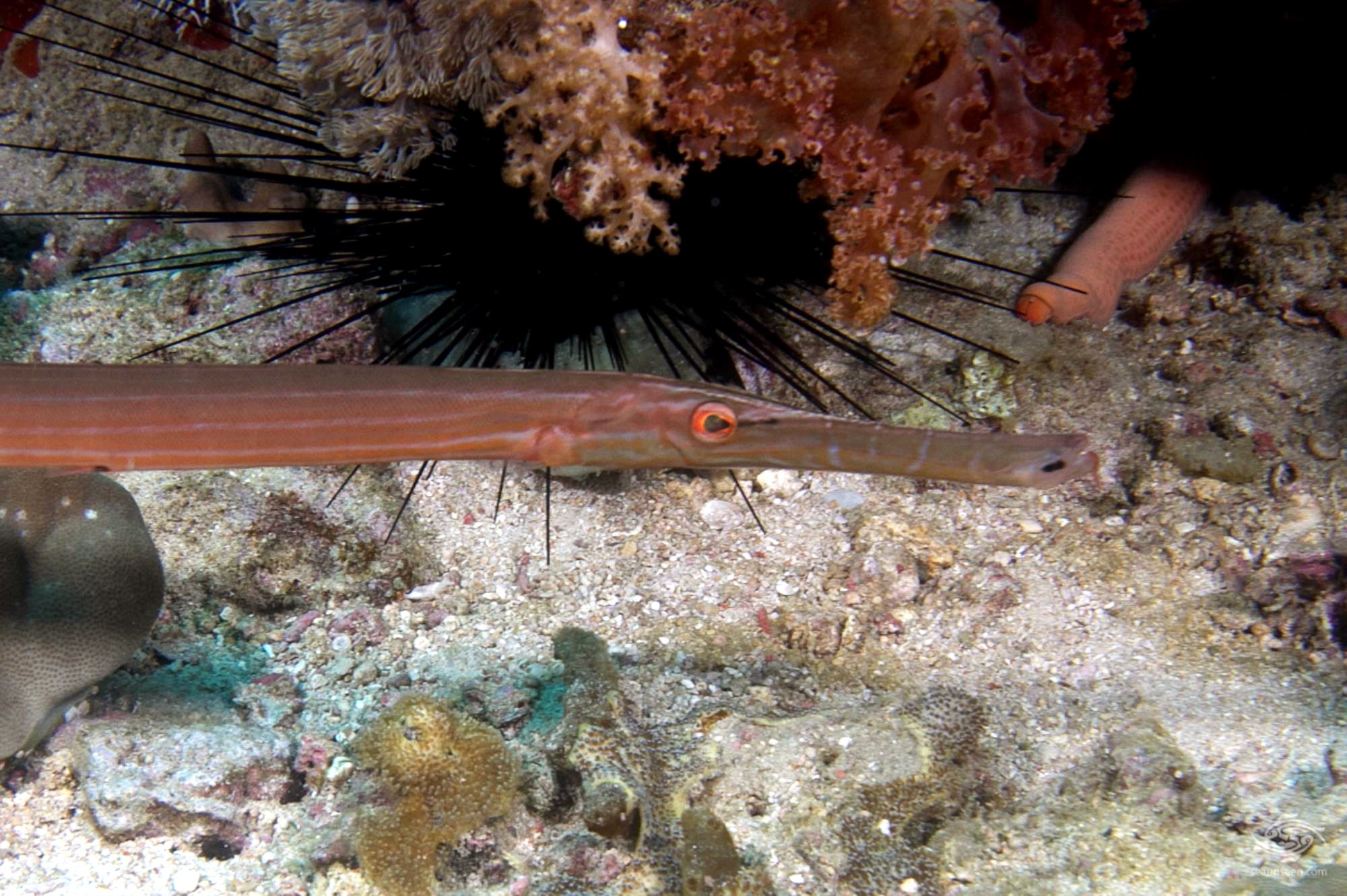 Trumpetfish Facts and Photographs Seaunseen