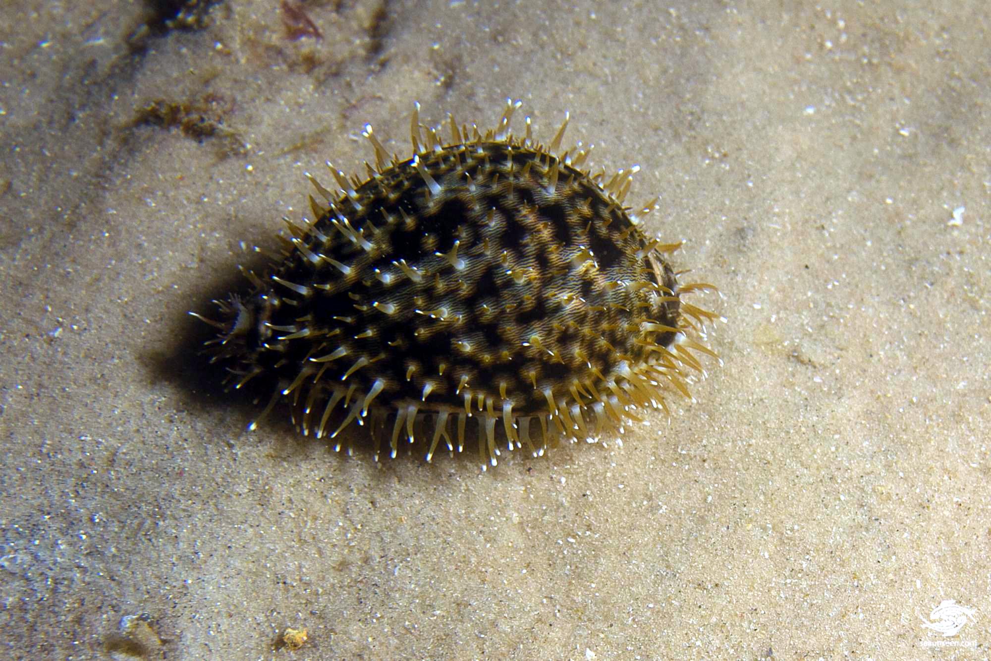 The Tiger Cowrie Facts and Photographs Seaunseen