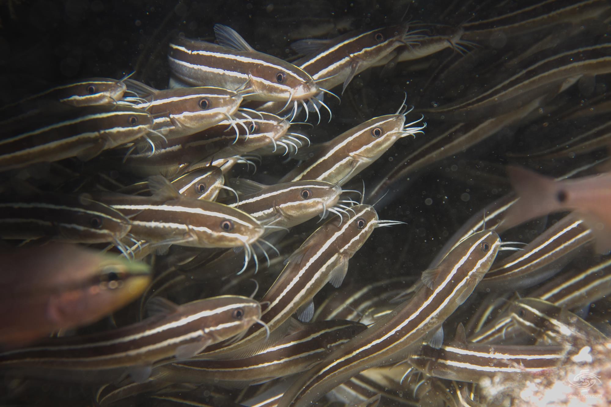 Striped Eel CatfishFactsPhotographs and Video Seaunseen