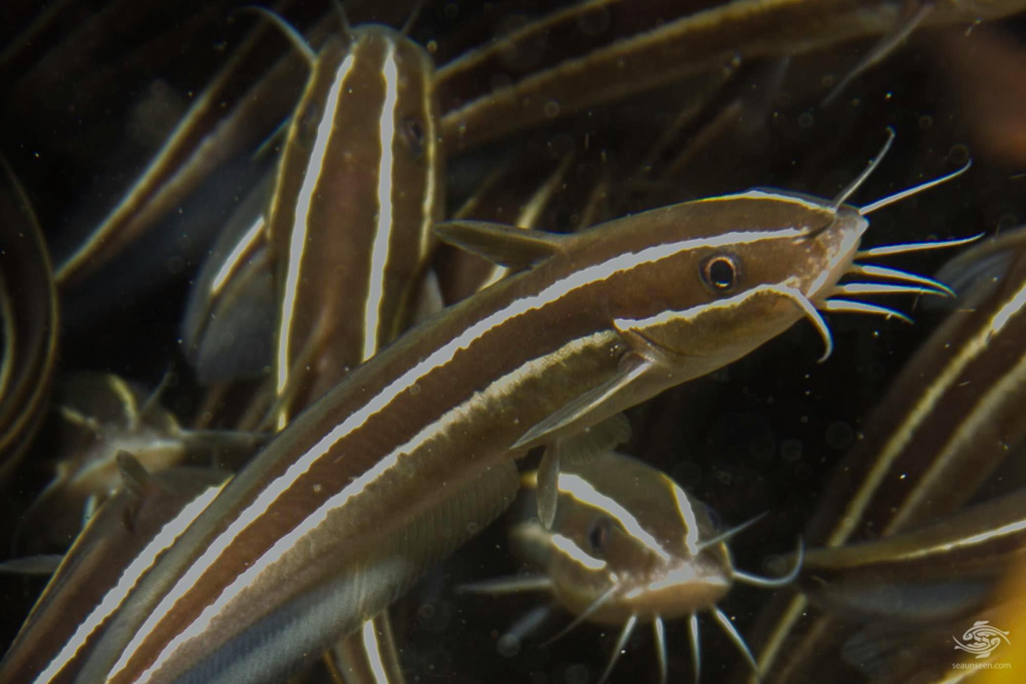 Striped Eel CatfishFactsPhotographs and Video Seaunseen