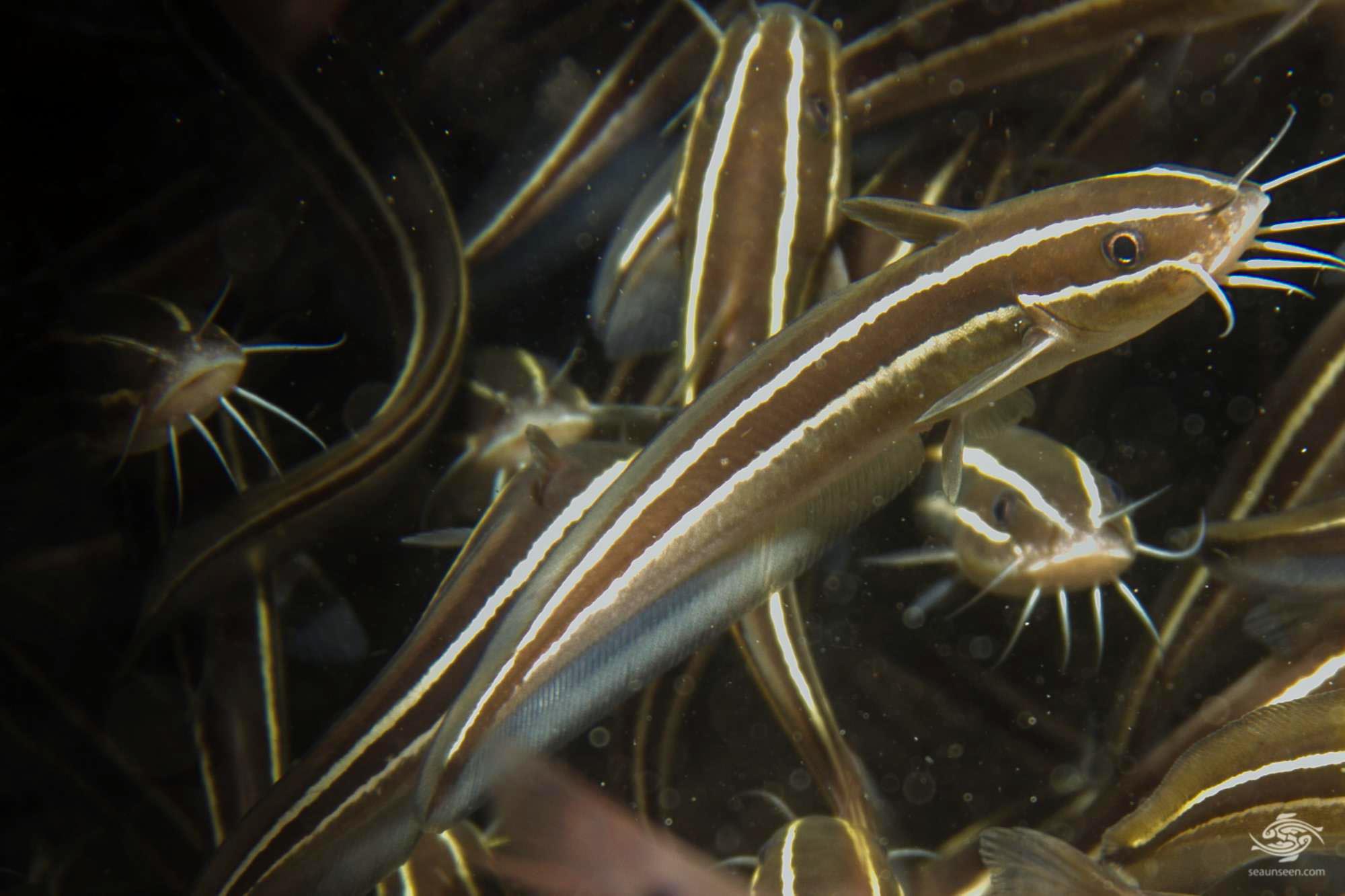 Striped Eel CatfishFactsPhotographs and Video Seaunseen