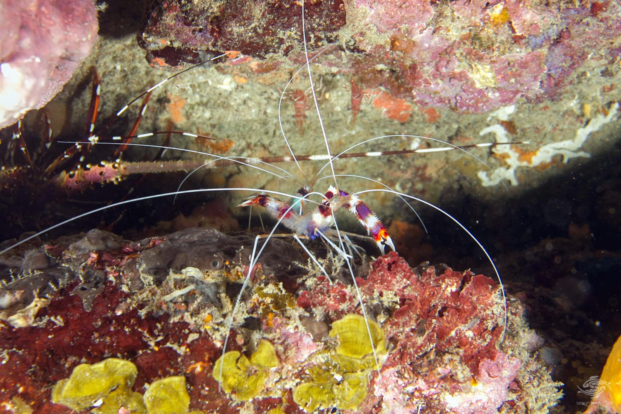 Banded Coral ShrimpFacts and Photographs Seaunseen
