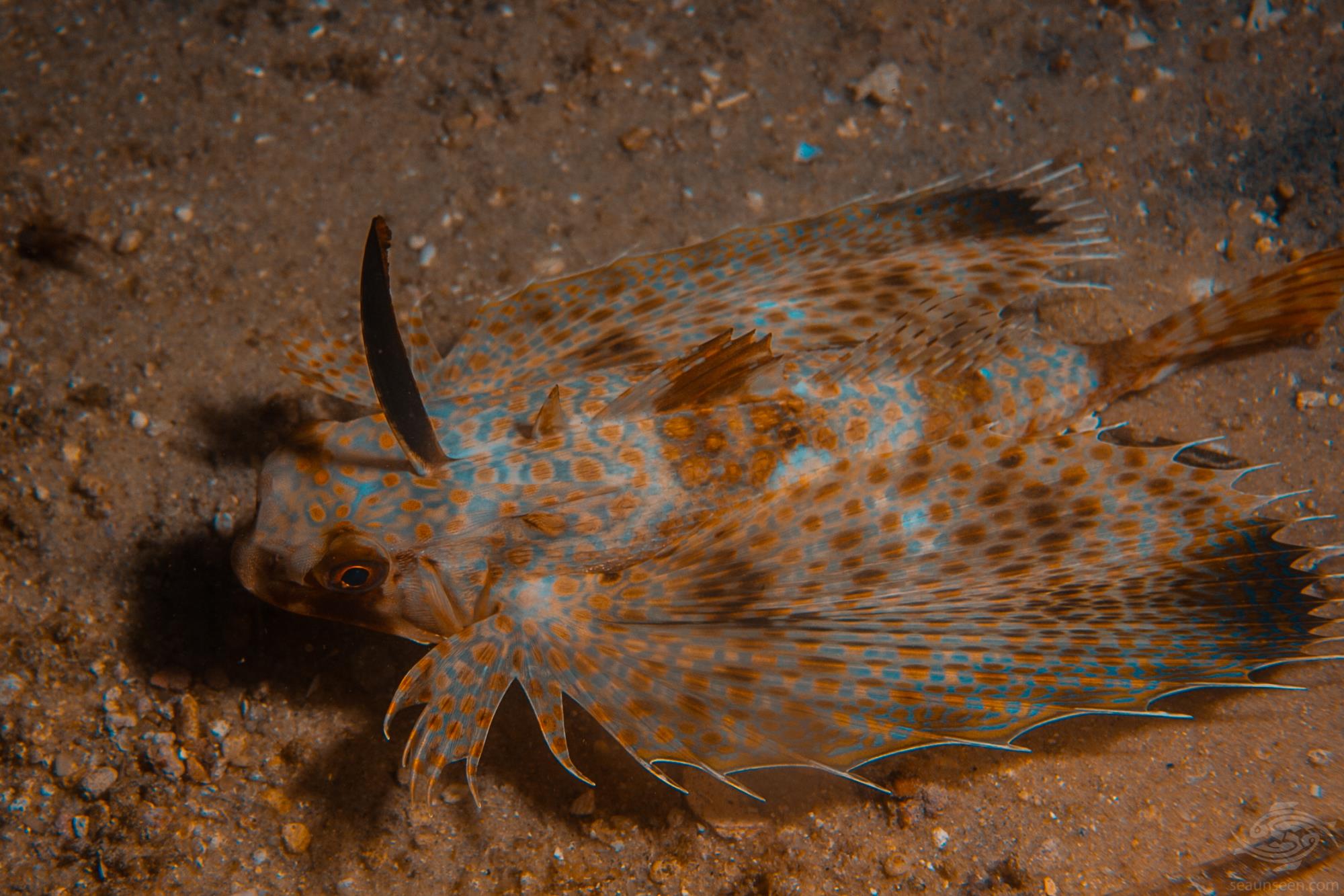 Oriental Flying Gurnard FactsVideoPhotographs Seaunseen
