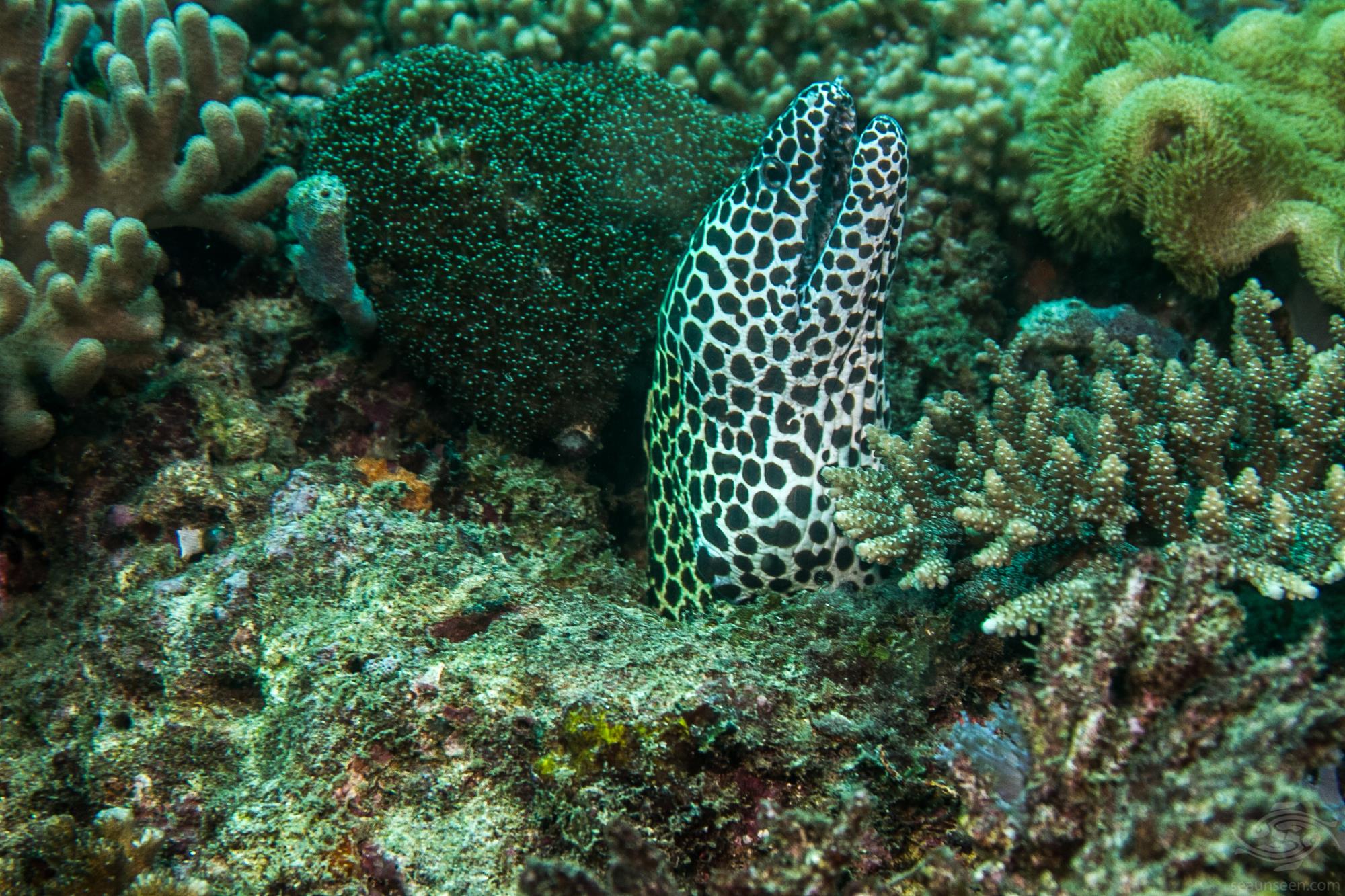 Moray EelFacts and Photographs Seaunseen