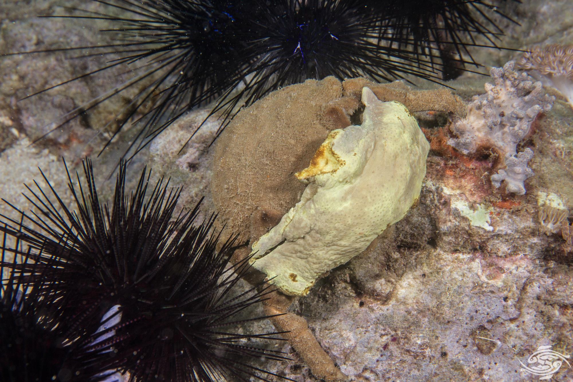 Sponge Crab Facts and Photographs Seaunseen