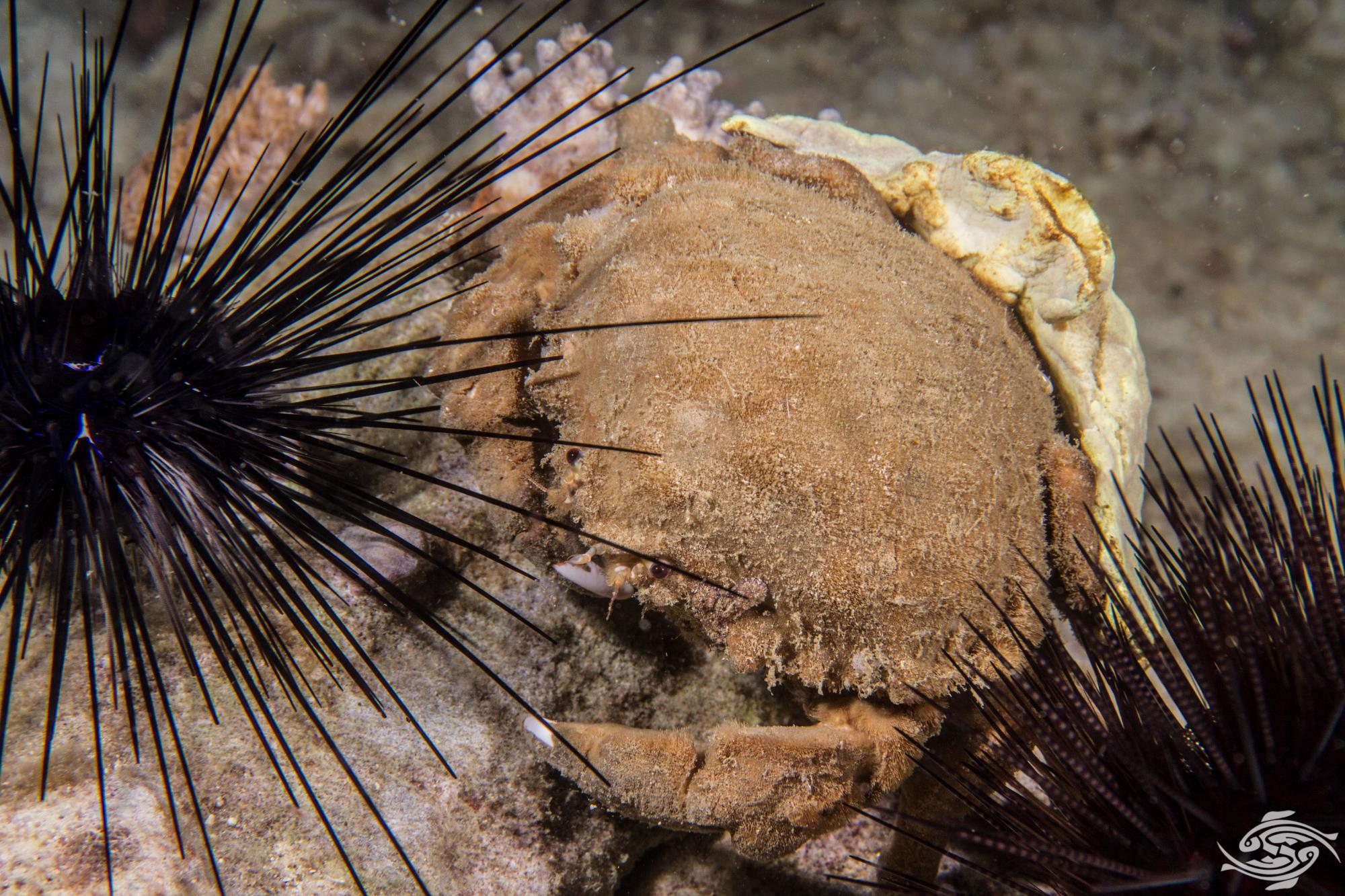 Sponge Crab Facts and Photographs Seaunseen