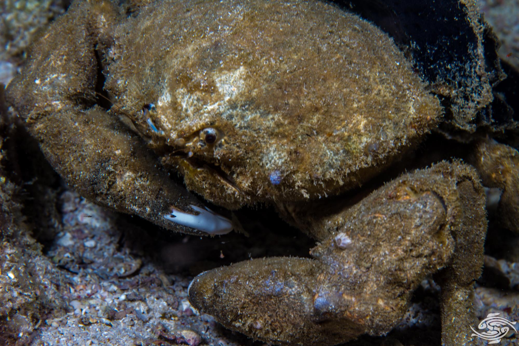 Sponge Crab Facts and Photographs Seaunseen