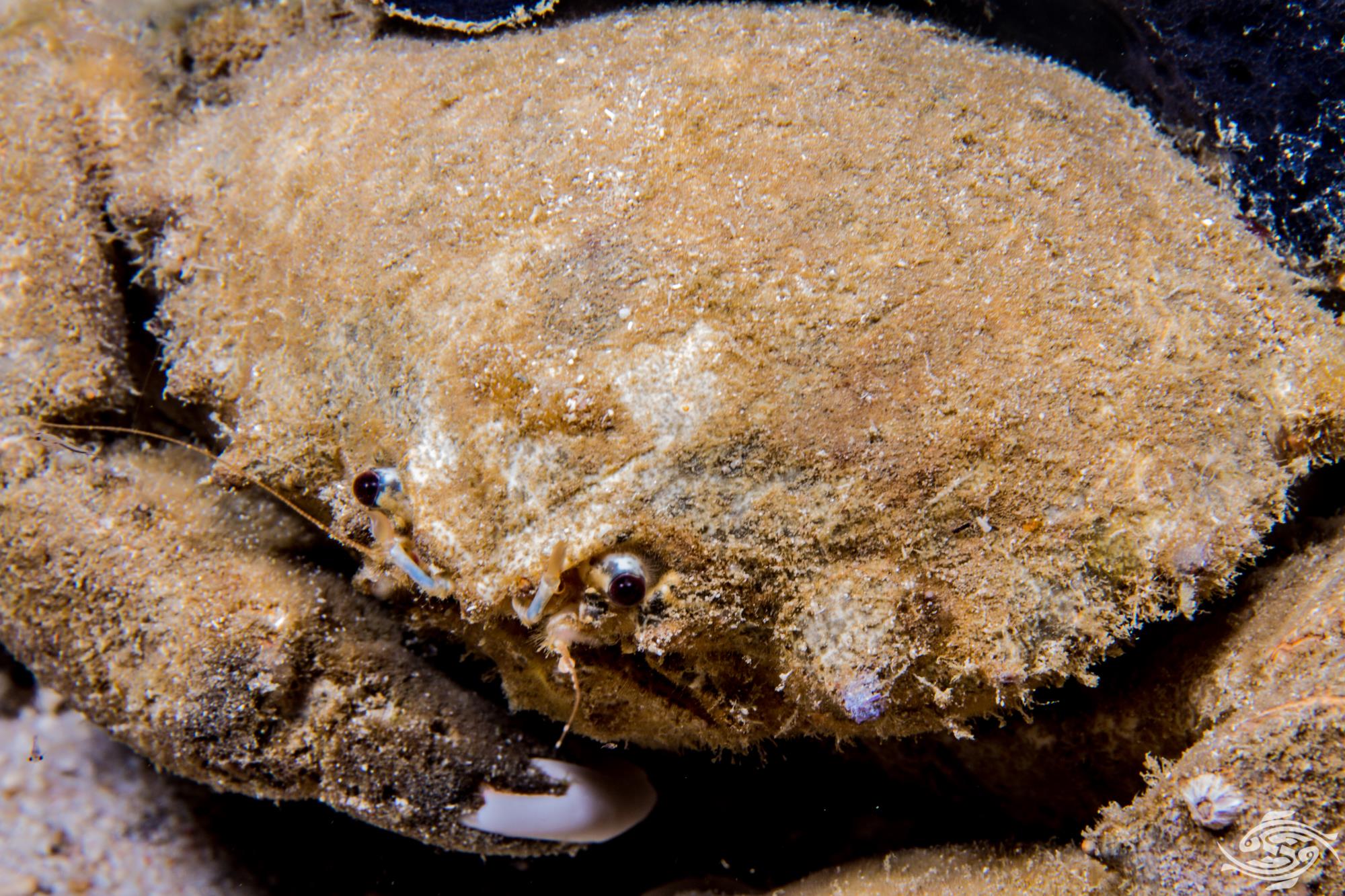 Sponge Crab Facts and Photographs Seaunseen