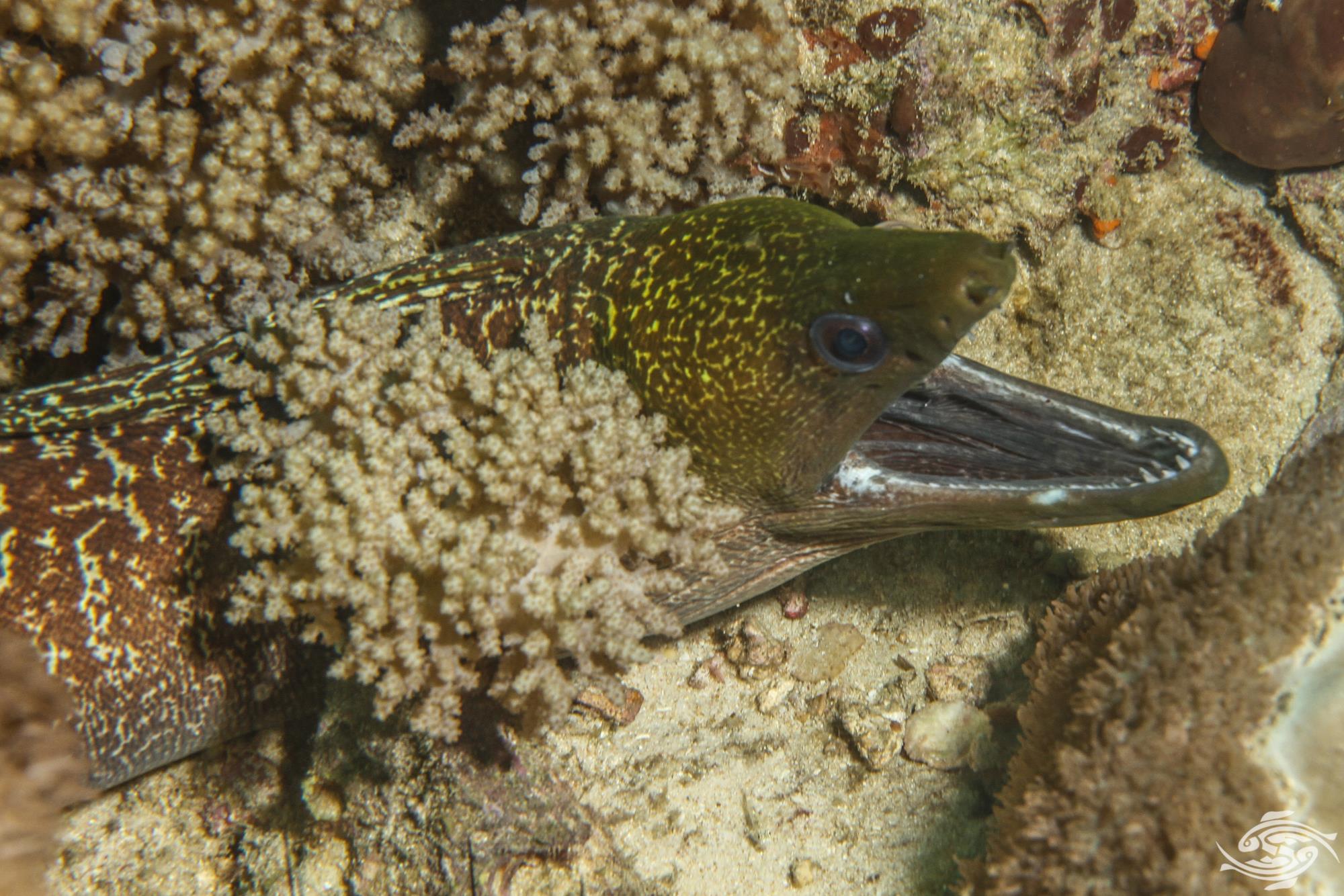 Undulated Moray EelFacts Video and Photographs Seaunseen