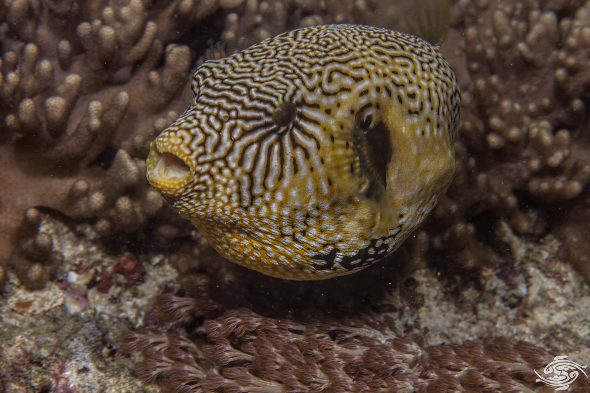 Map Pufferfish Facts and Photographs Seaunseen