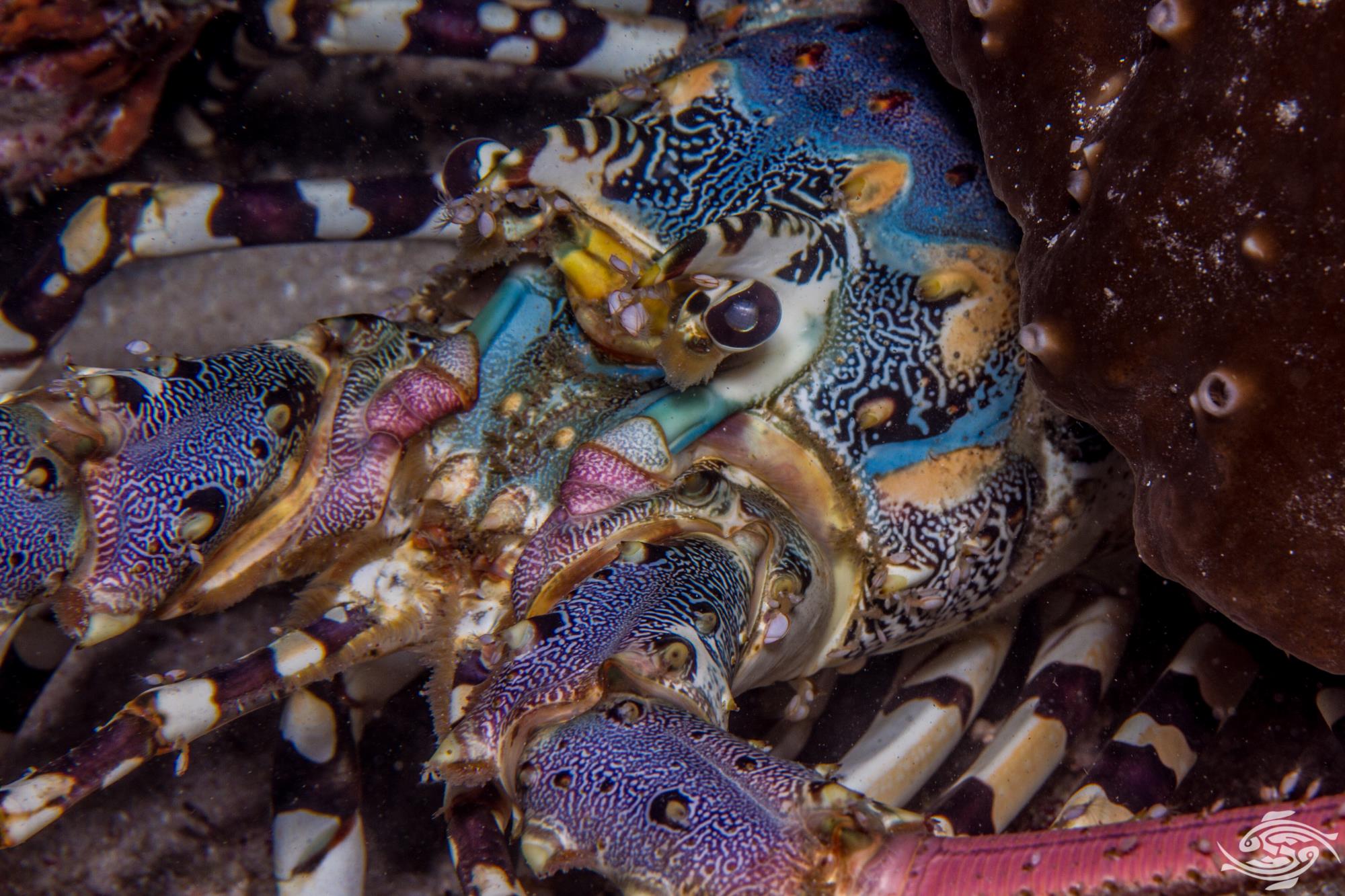 Ornate Spiny Lobster Facts and Photographs Seaunseen