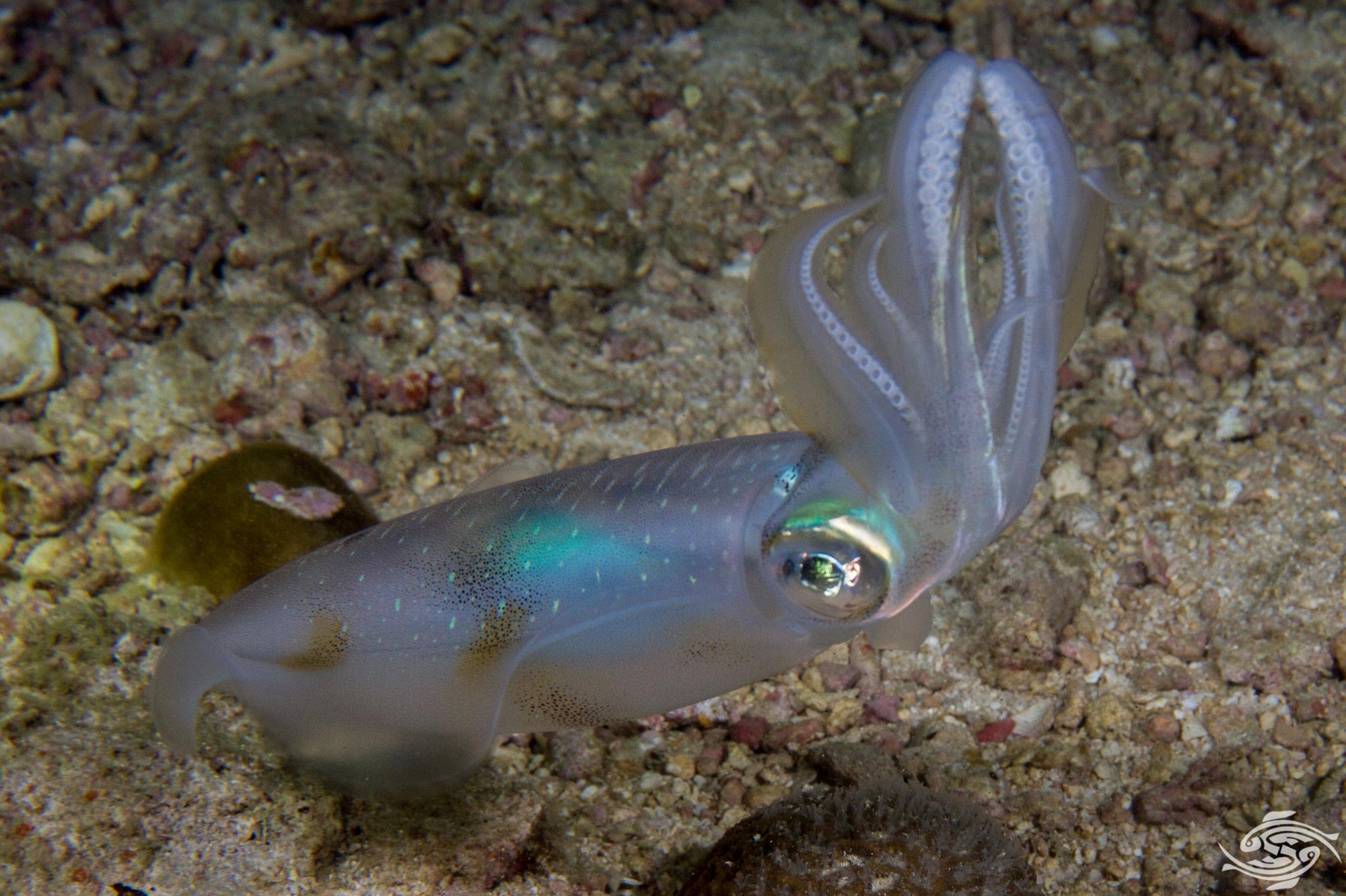 Bigfin Reef Squid Facts Photographs and Video Seaunseen