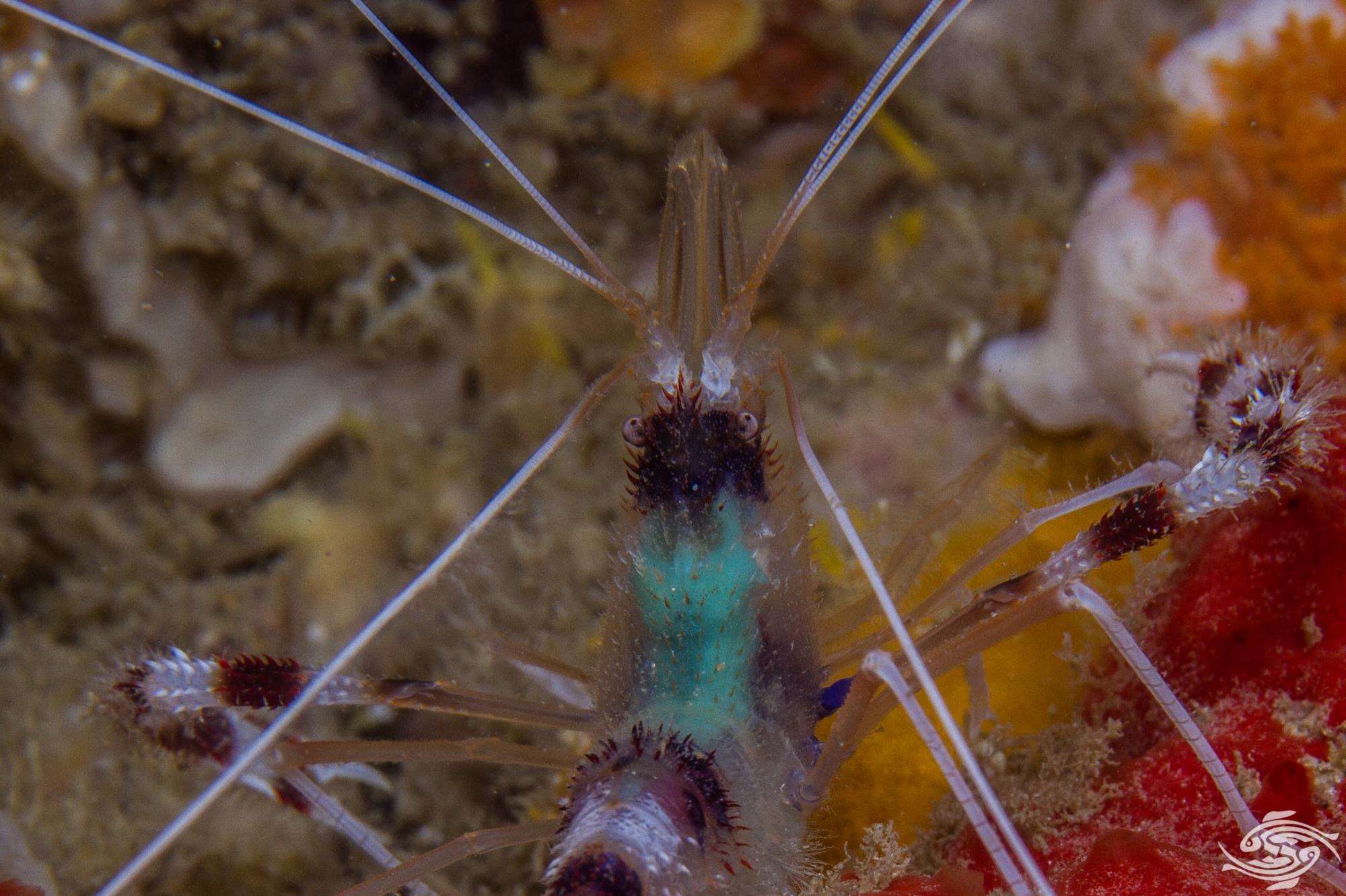 Banded Coral ShrimpFacts and Photographs Seaunseen