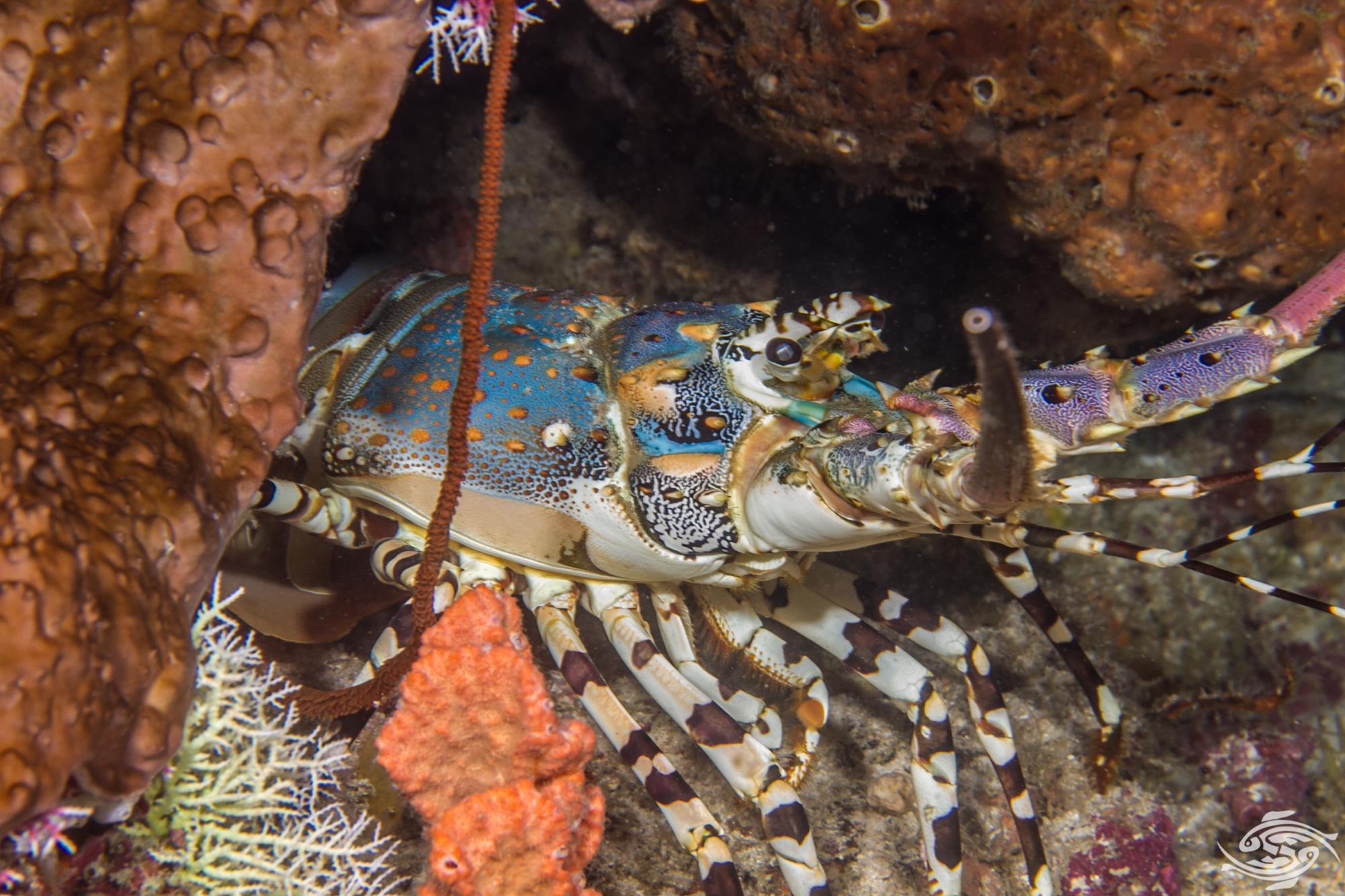 Rock Lobster