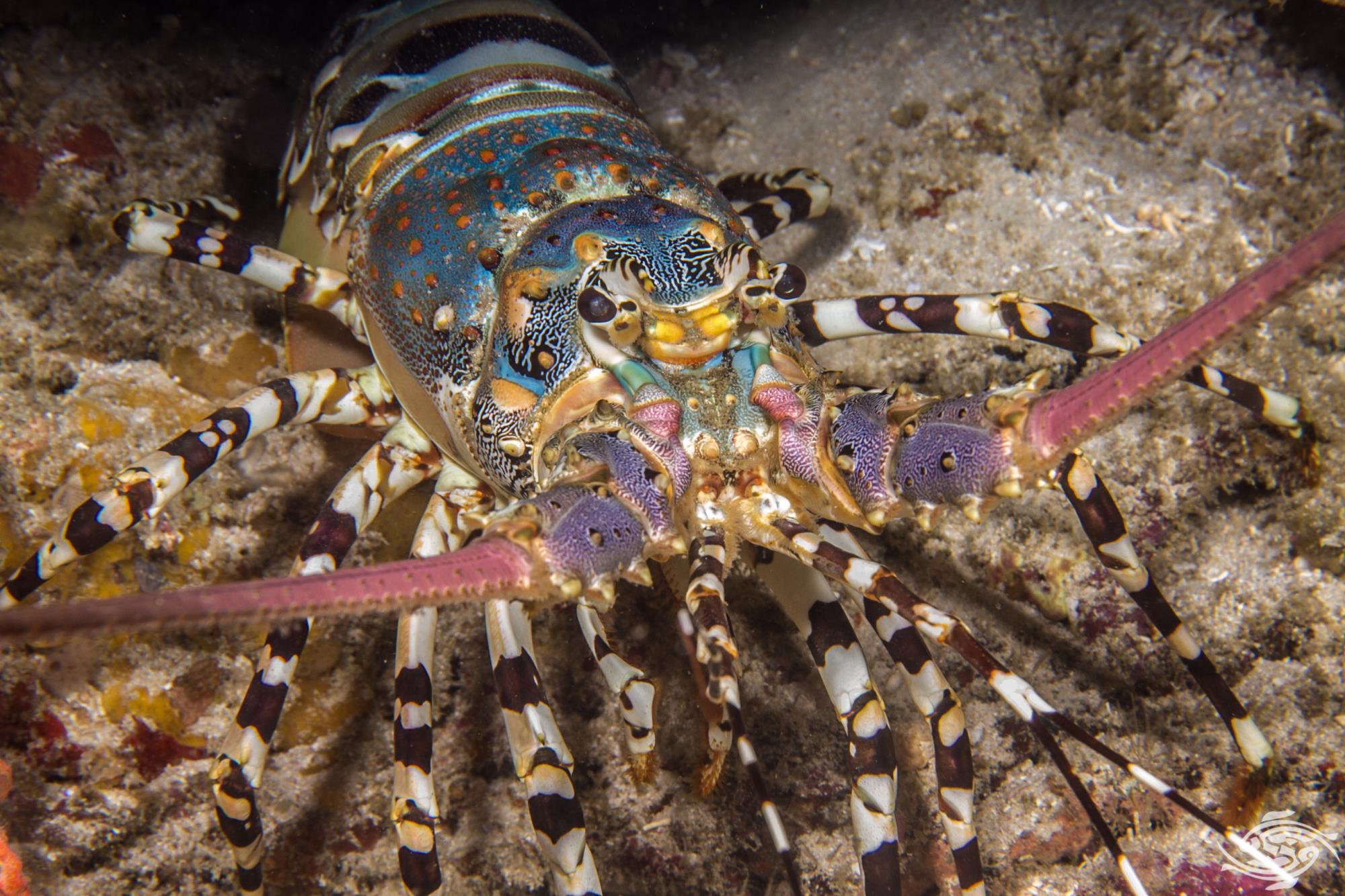 Ornate Spiny Lobster Facts and Photographs Seaunseen
