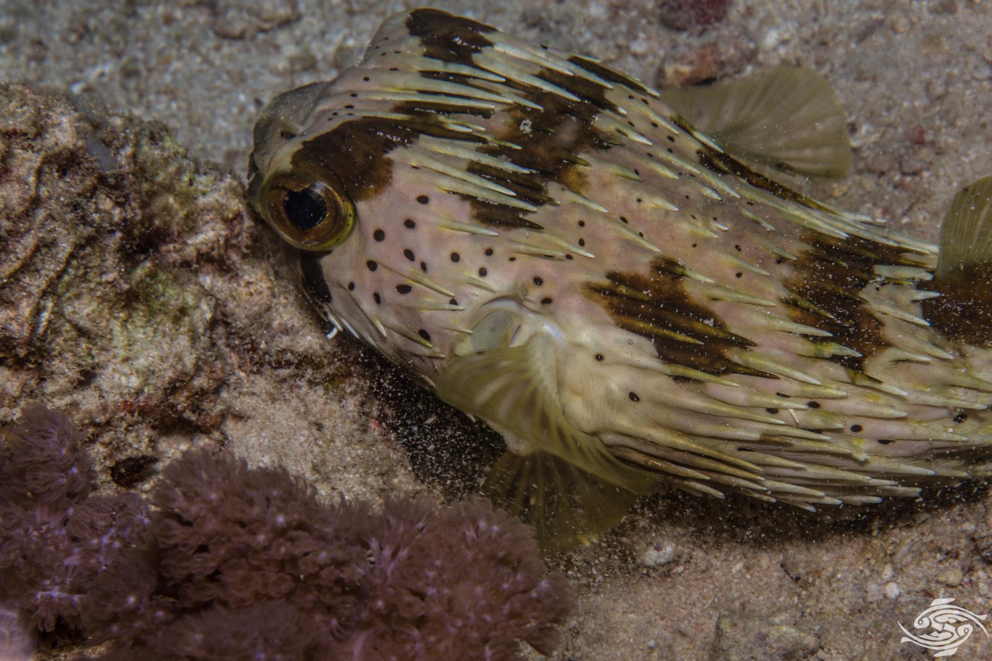 Long Spined Porcupinefish Facts and Photographs Seaunseen