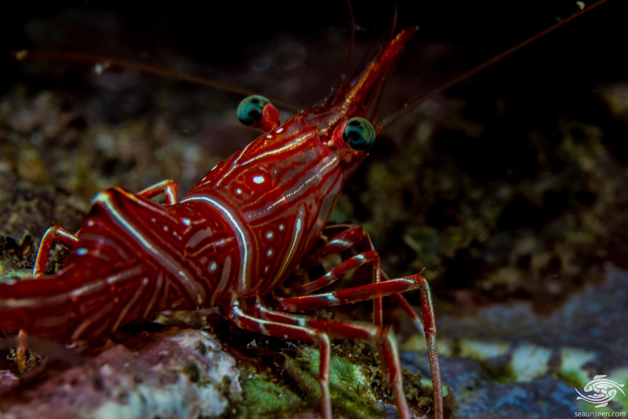 Durban Dancing Shrimp Facts and Photographs Seaunseen