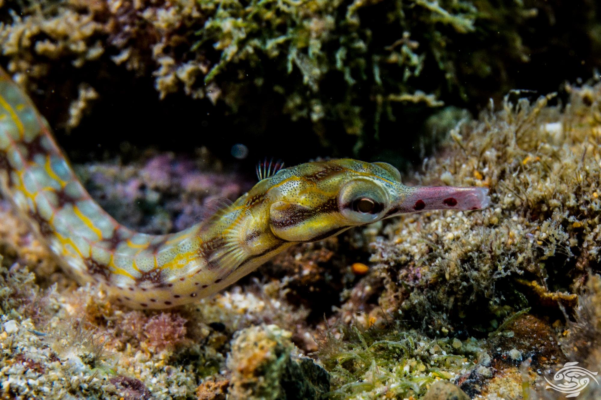 Network Pipefish Facts and Photographs Seaunseen