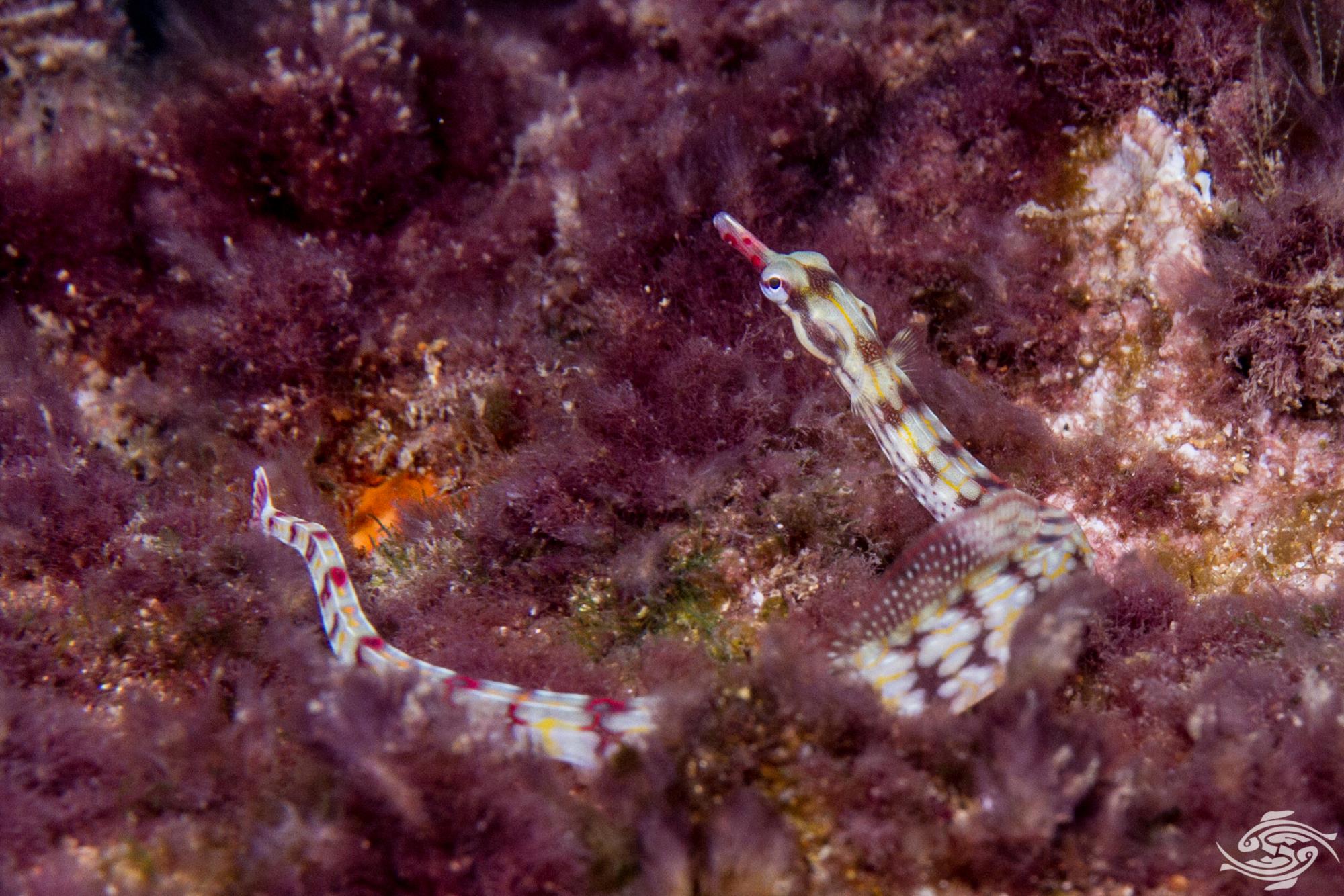 Network Pipefish Facts and Photographs Seaunseen
