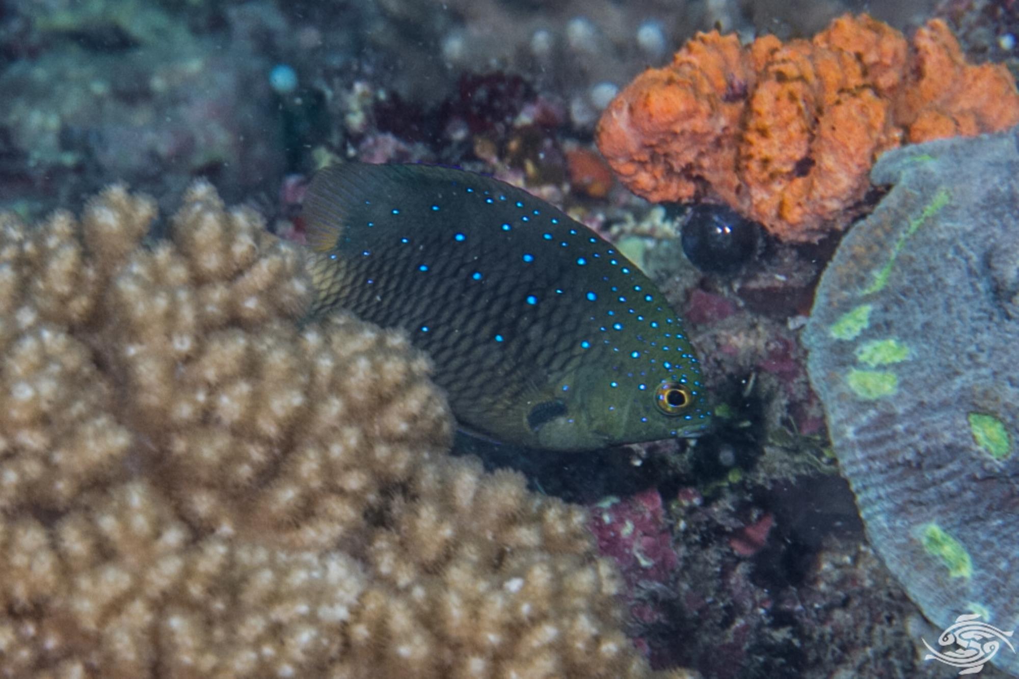 Jewel Damselfish Facts and Photographs Seaunseen