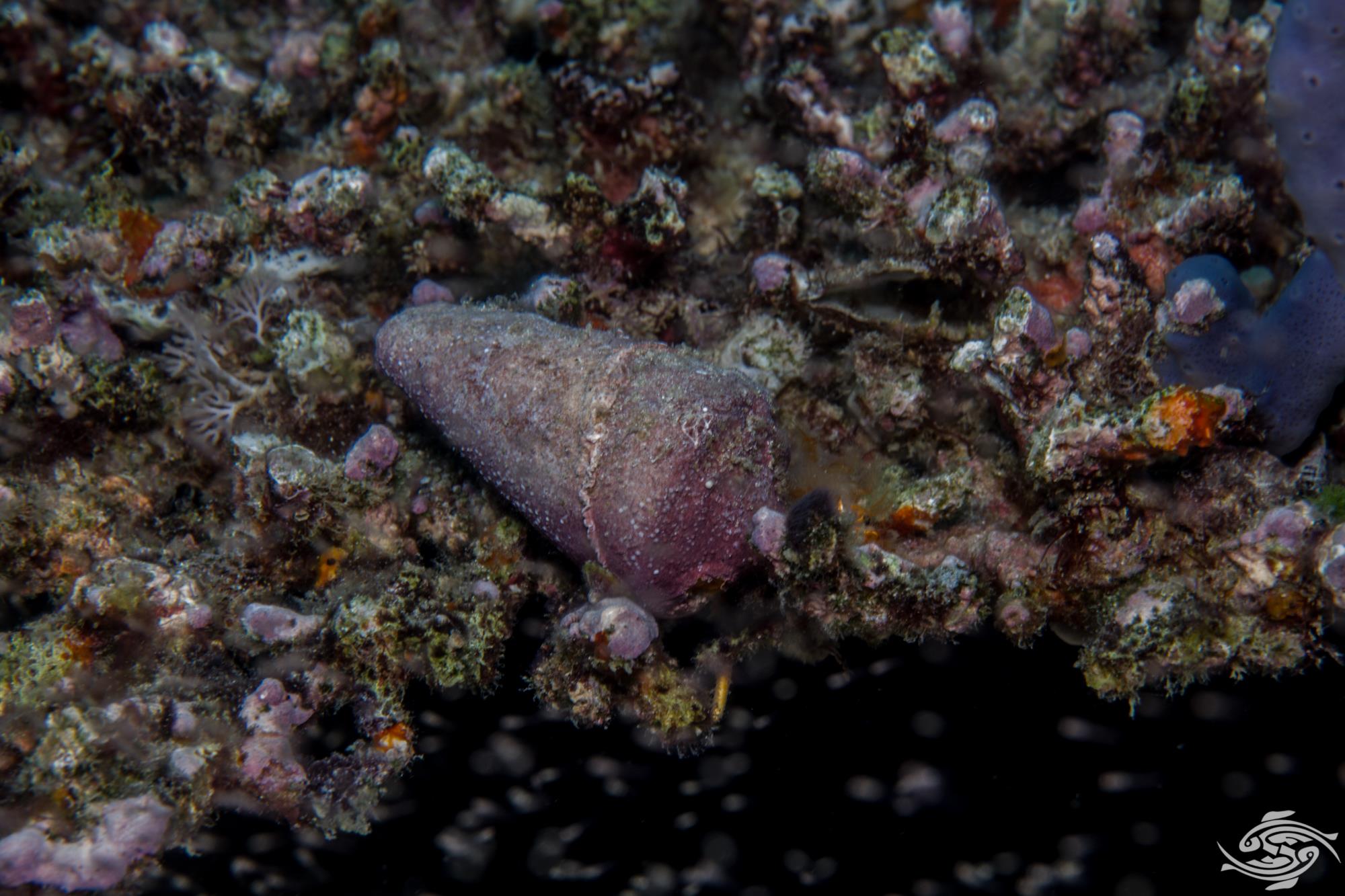 Textile Cone Shell Stinging Sea Creatures Seaunseen