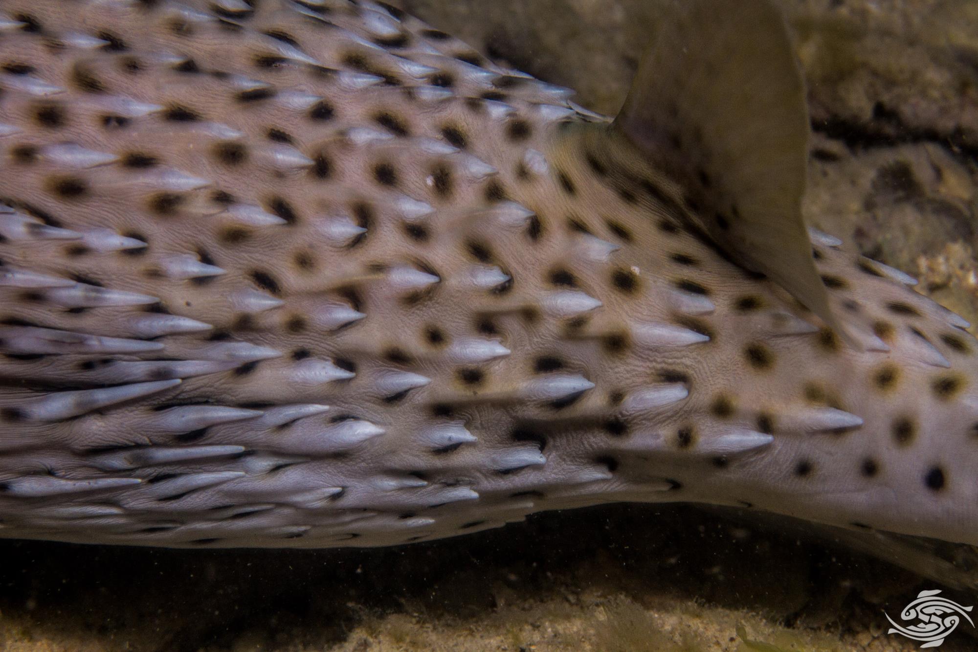 Spotfin Porcupinefish Facts and Photographs • Seaunseen