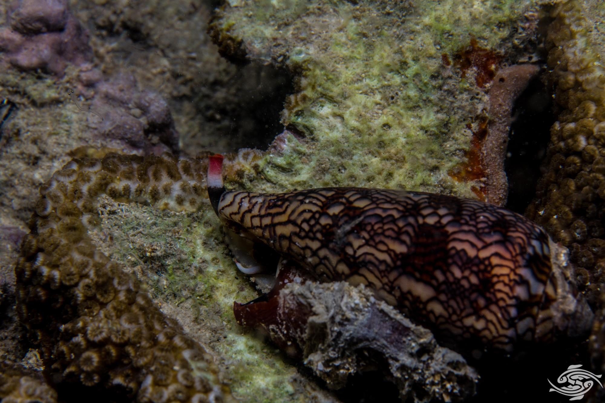 Textile Cone Shell Stinging Sea Creatures Seaunseen