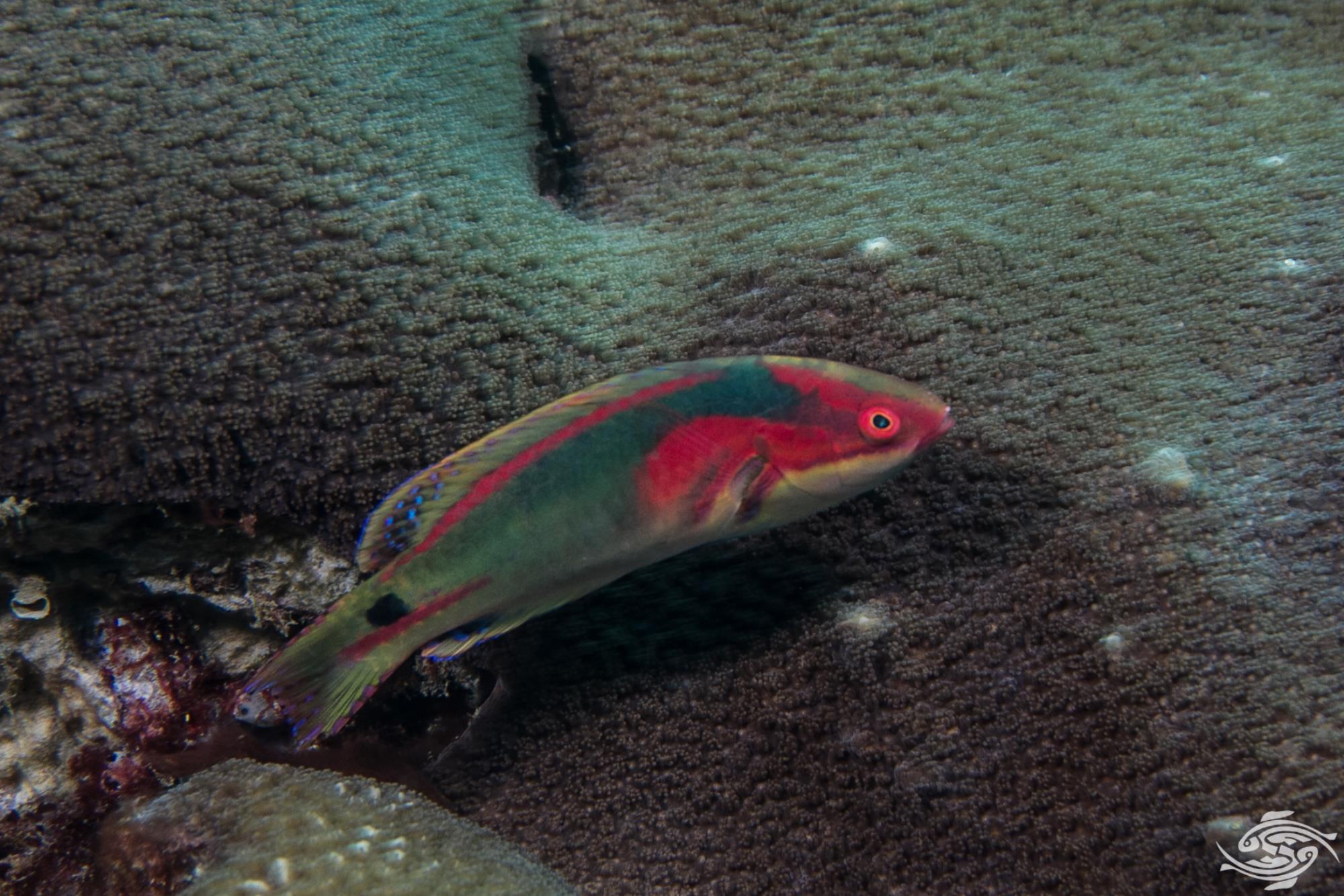 Exquisite Fairy Wrasse Facts and Photographs Seaunseen
