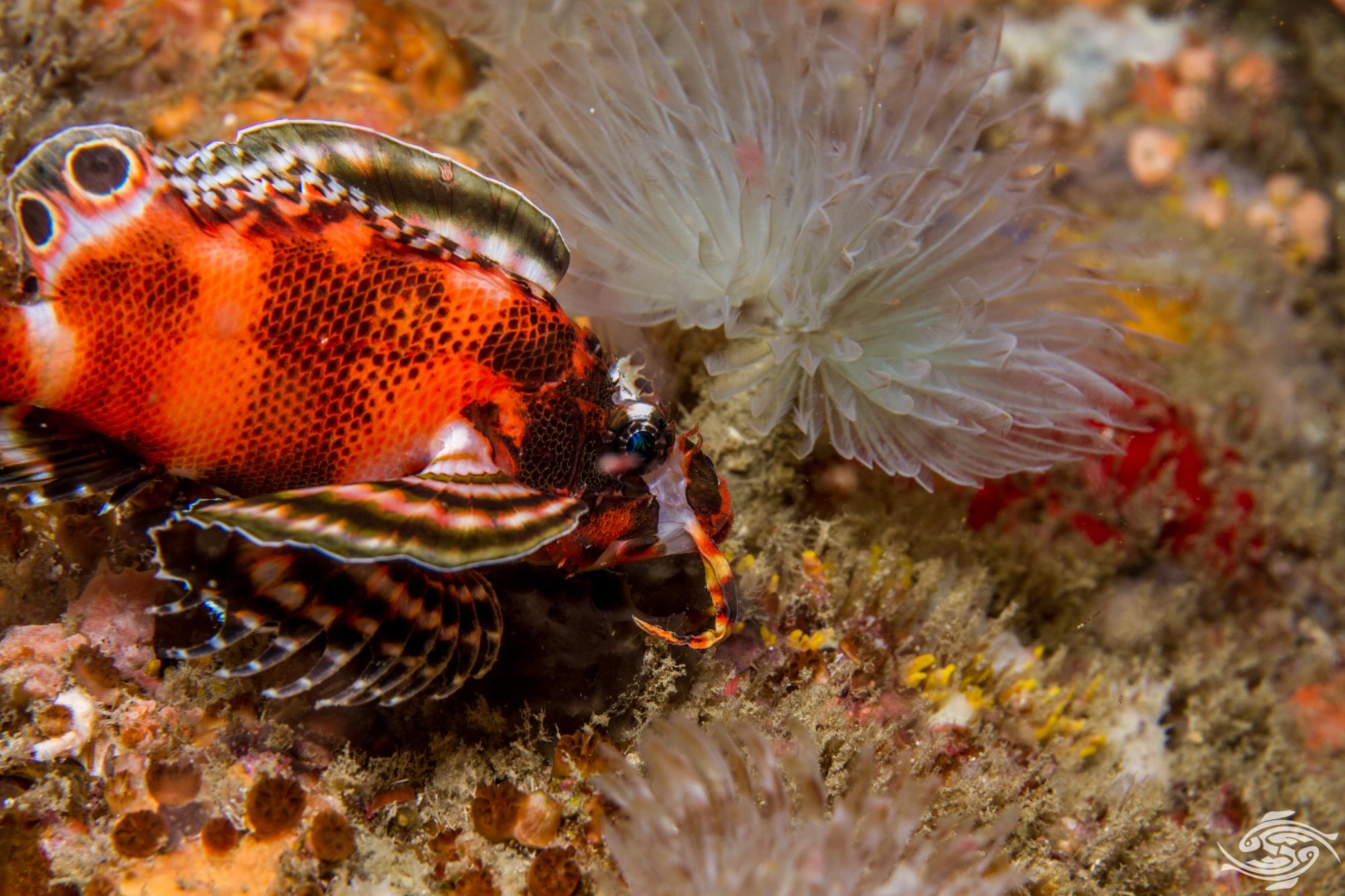Twinspot LionfishFacts Photographs Seaunseen