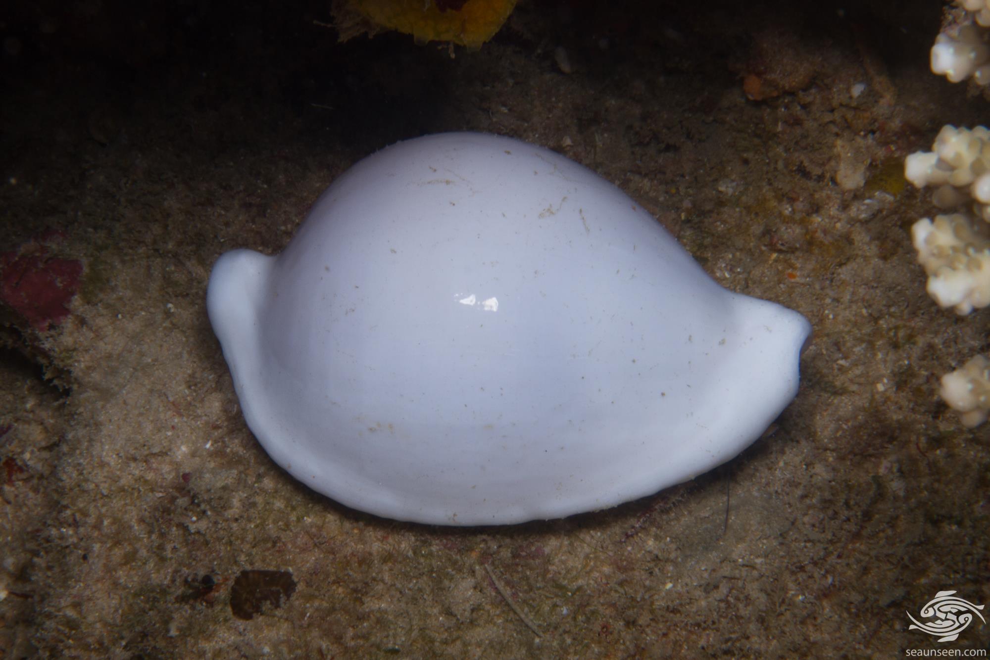 Egg Cowrie Facts and Photographs Seaunseen