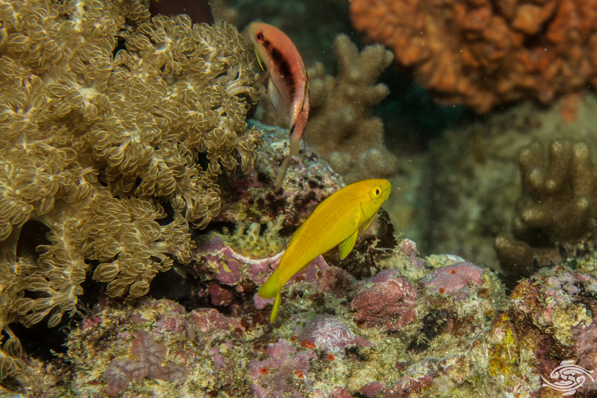 Goldsaddle Goatfish Facts and Photographs Seaunseen