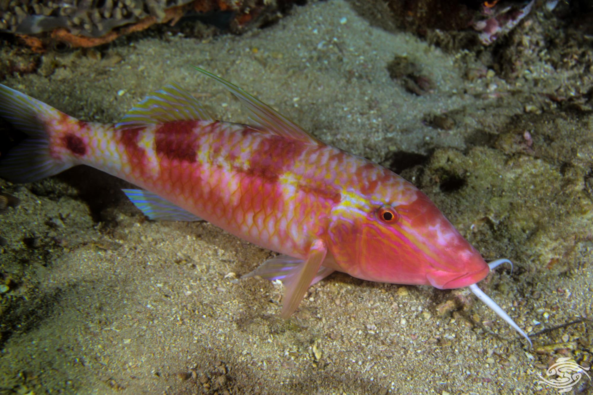Longbarbel Goatfish Facts and Photographs Seaunseen