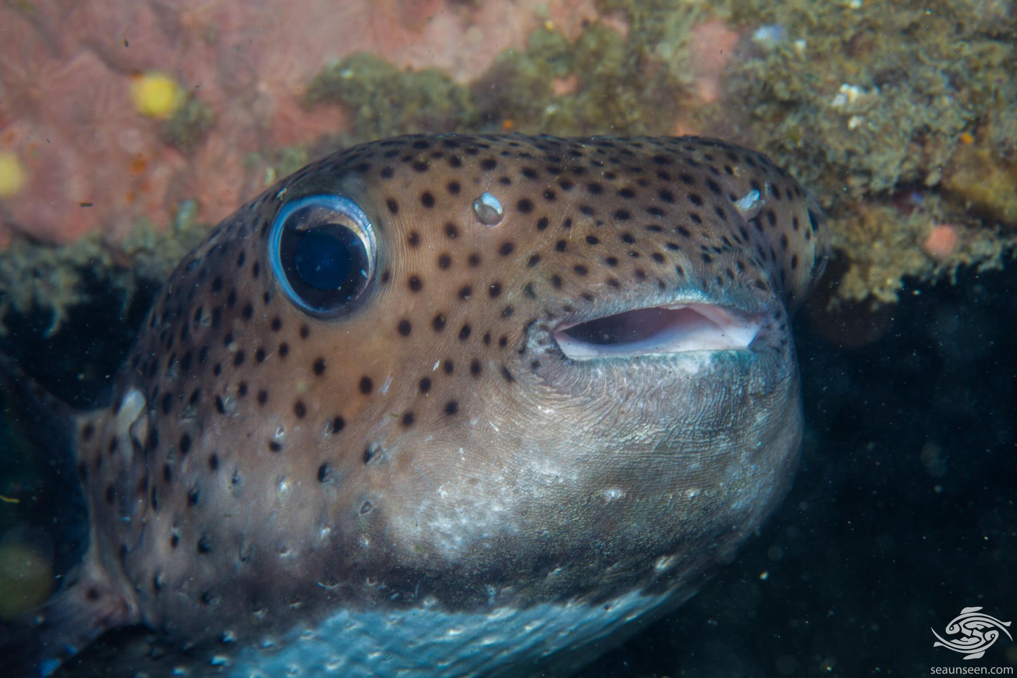 Spotfin Porcupinefish Facts and Photographs • Seaunseen