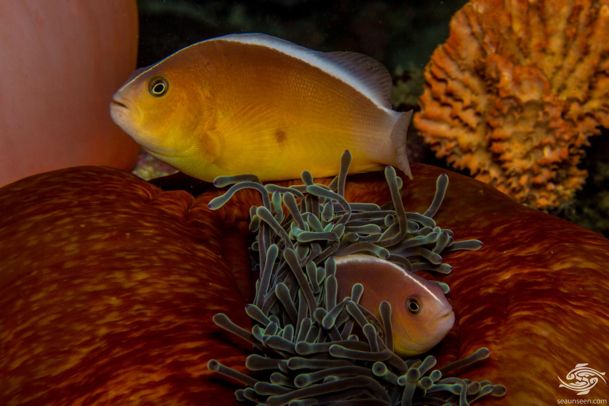 The Skunk Clownfish Facts and Photo's Seaunseen