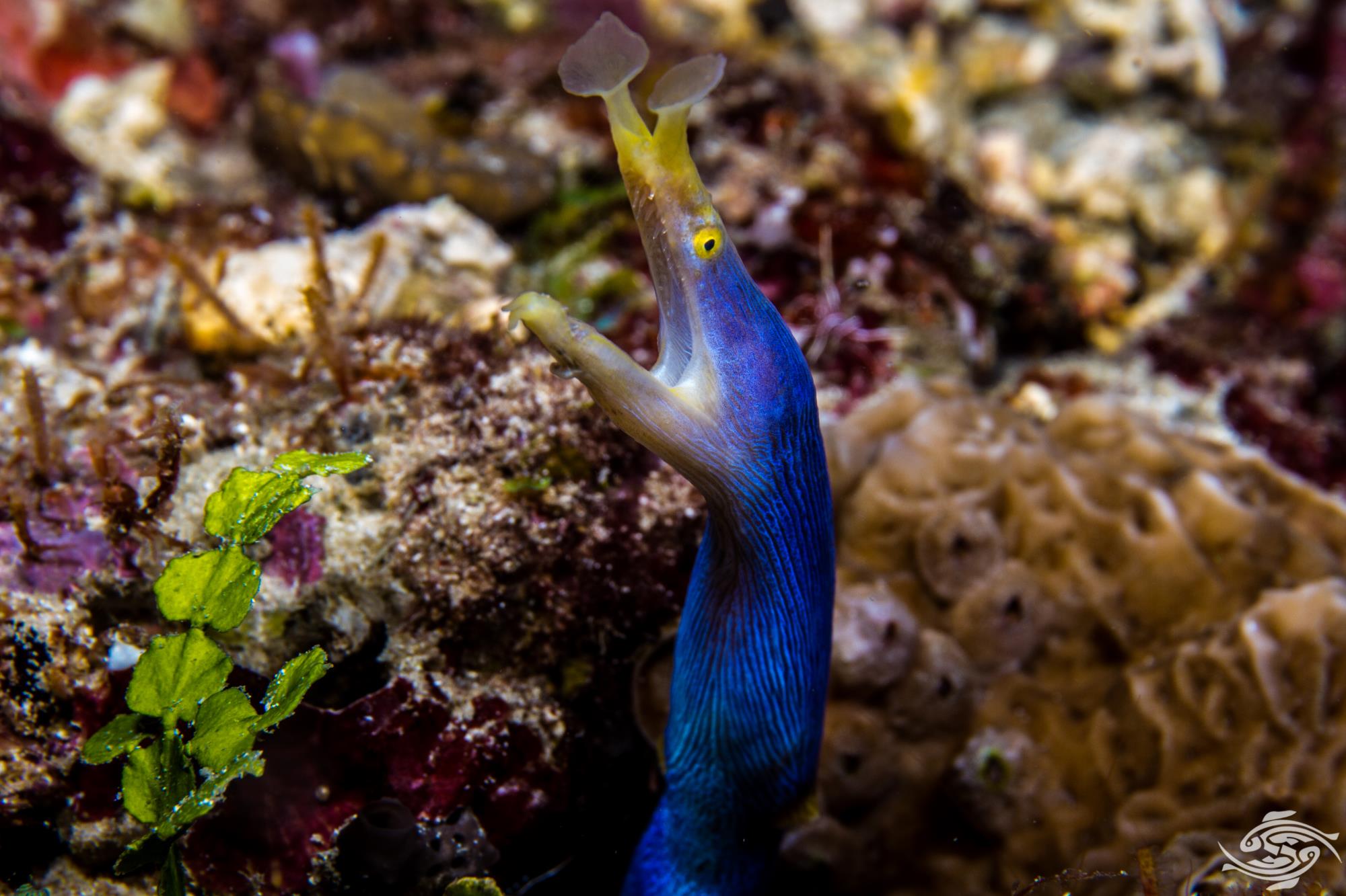 Ribbon EelFacts Video and Photographs Seaunseen