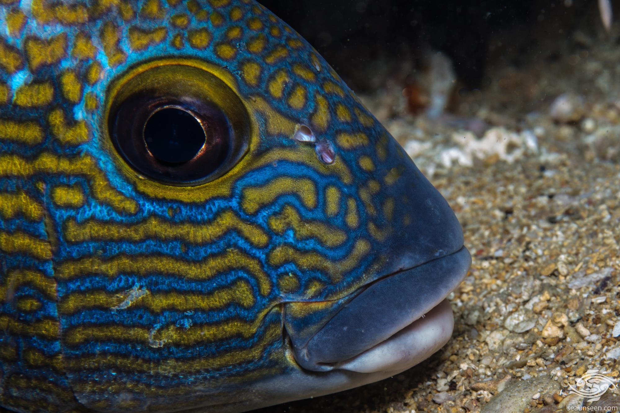 Goldspotted Sweetlips Facts and Photographs Seaunseen