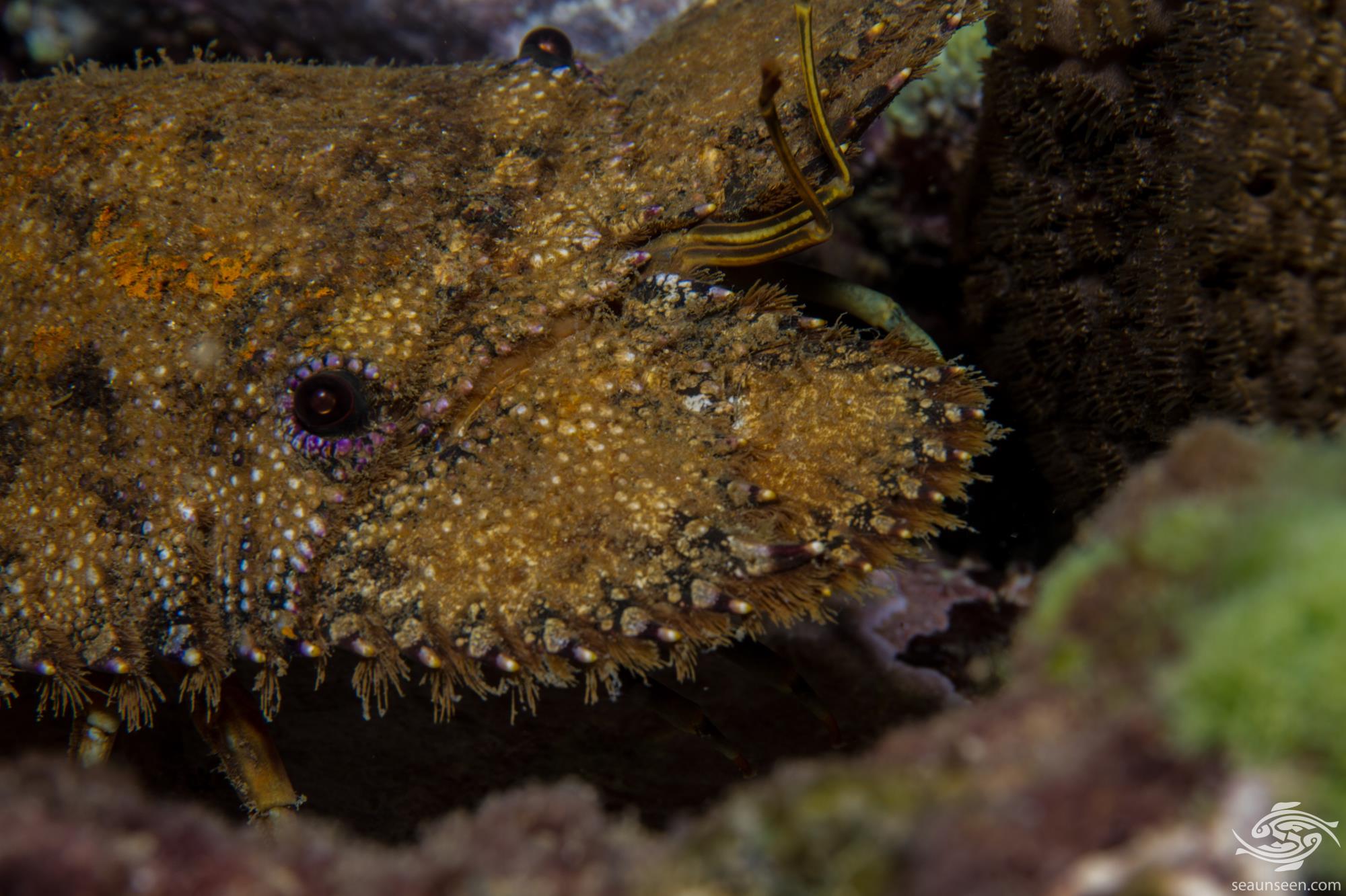 Sculptured Slipper Lobster FactsPhotographs and Video Seaunseen