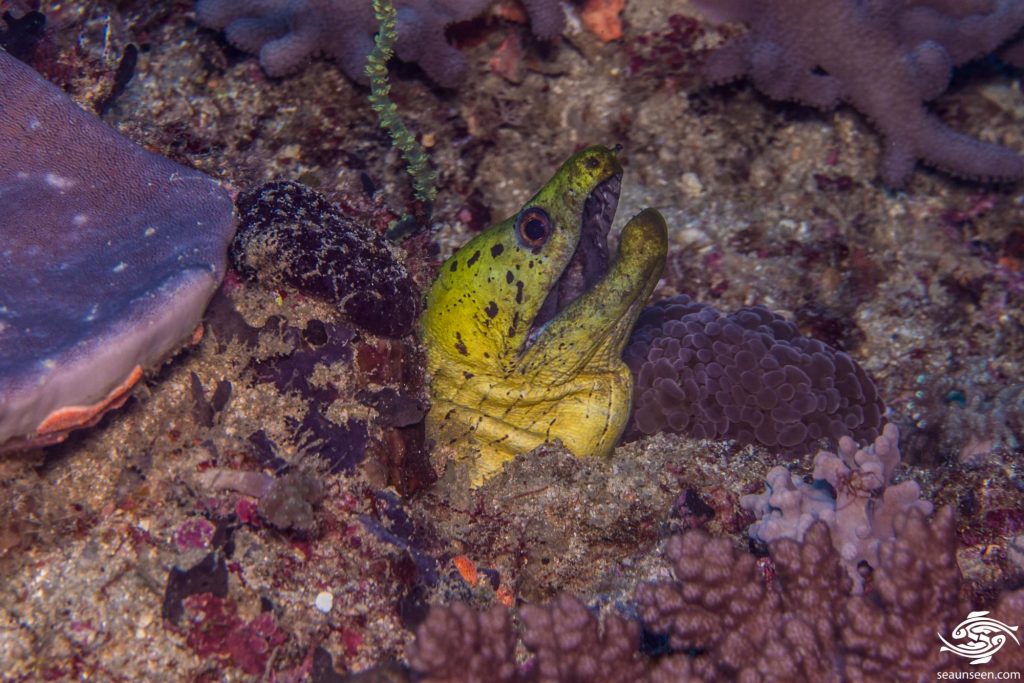 Fimbriated Moray EelFacts and Photographs Seaunseen