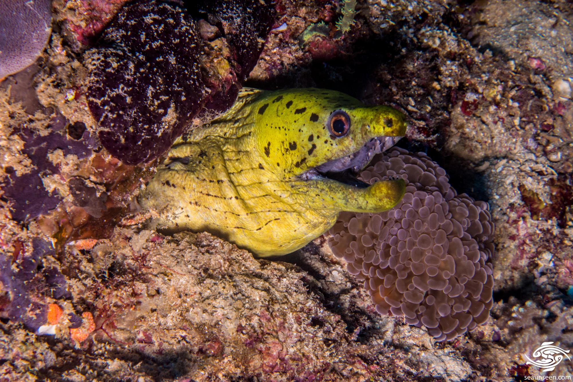Fimbriated Moray EelFacts and Photographs Seaunseen