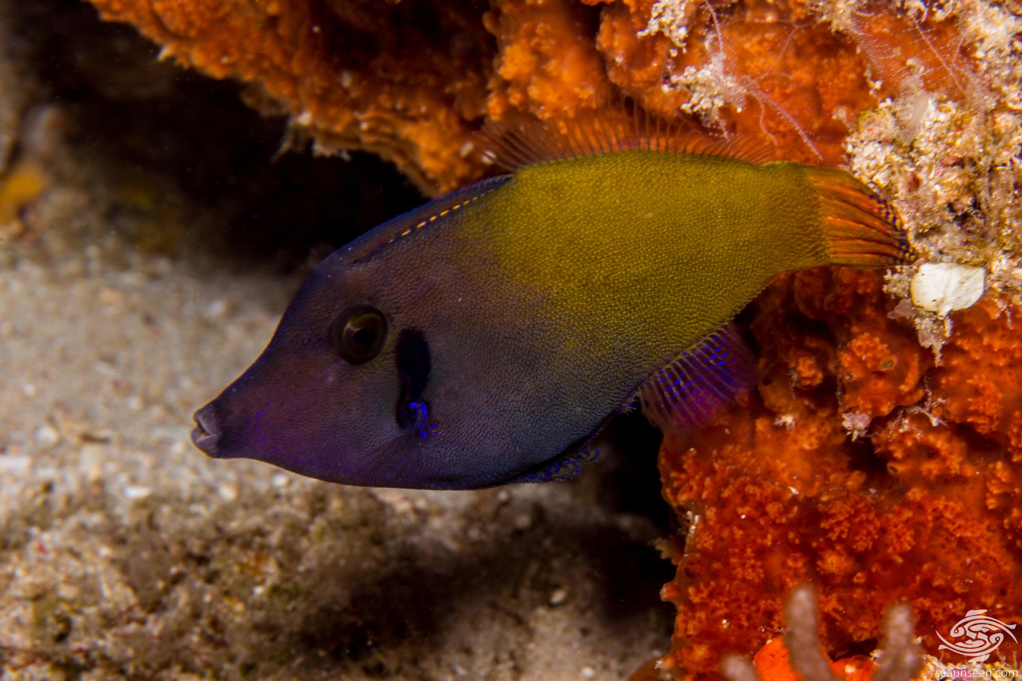 Blackbar Filefish Facts and Photographs Seaunseen