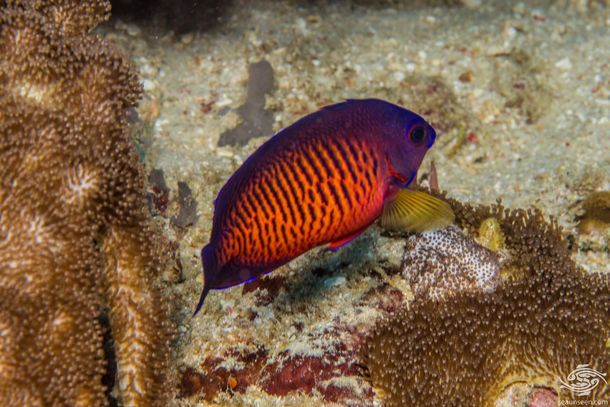 Coral Beauty Angelfish Facts and Photographs • Seaunseen