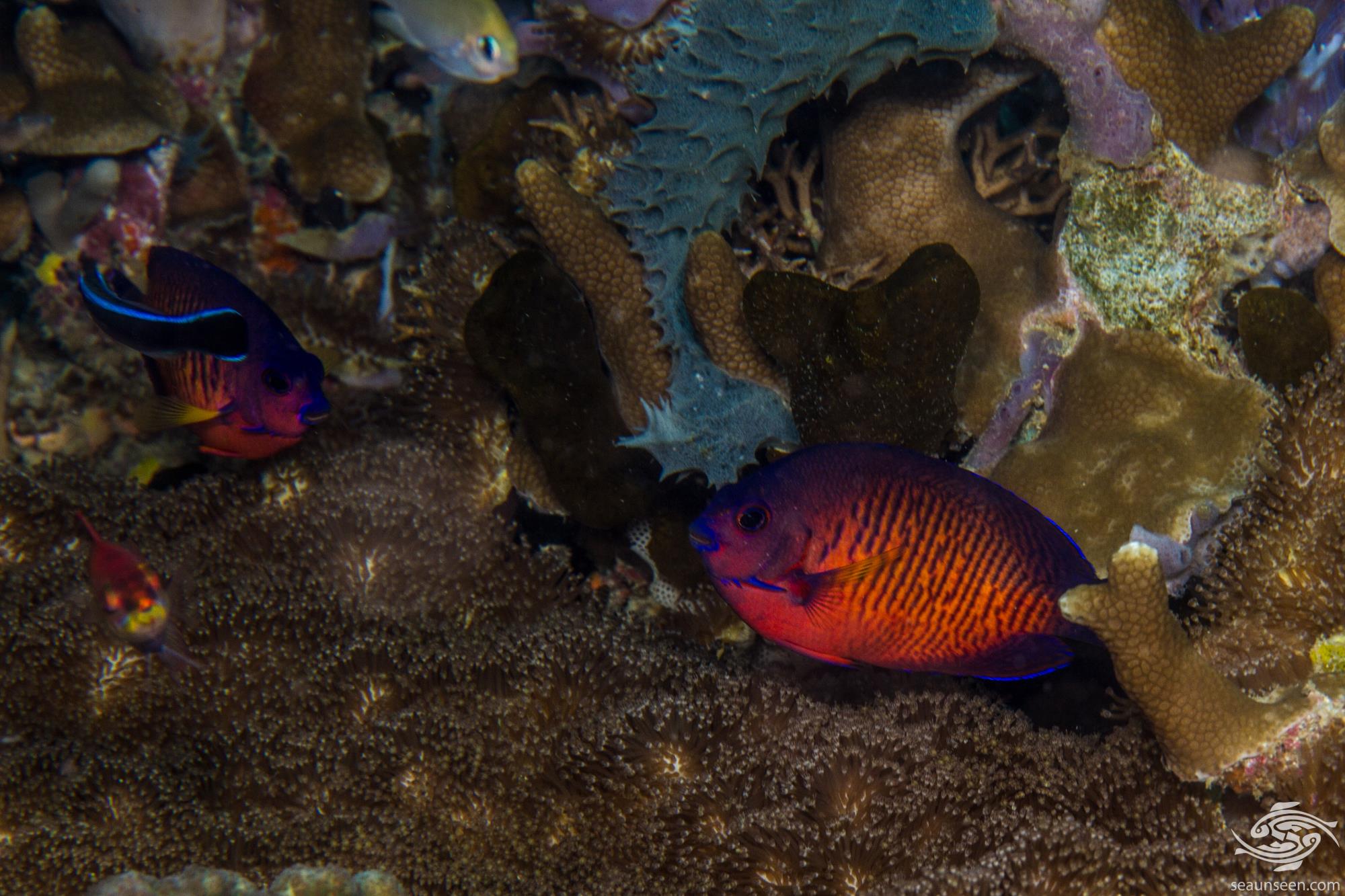 Coral Beauty Angelfish Facts and Photographs • Seaunseen