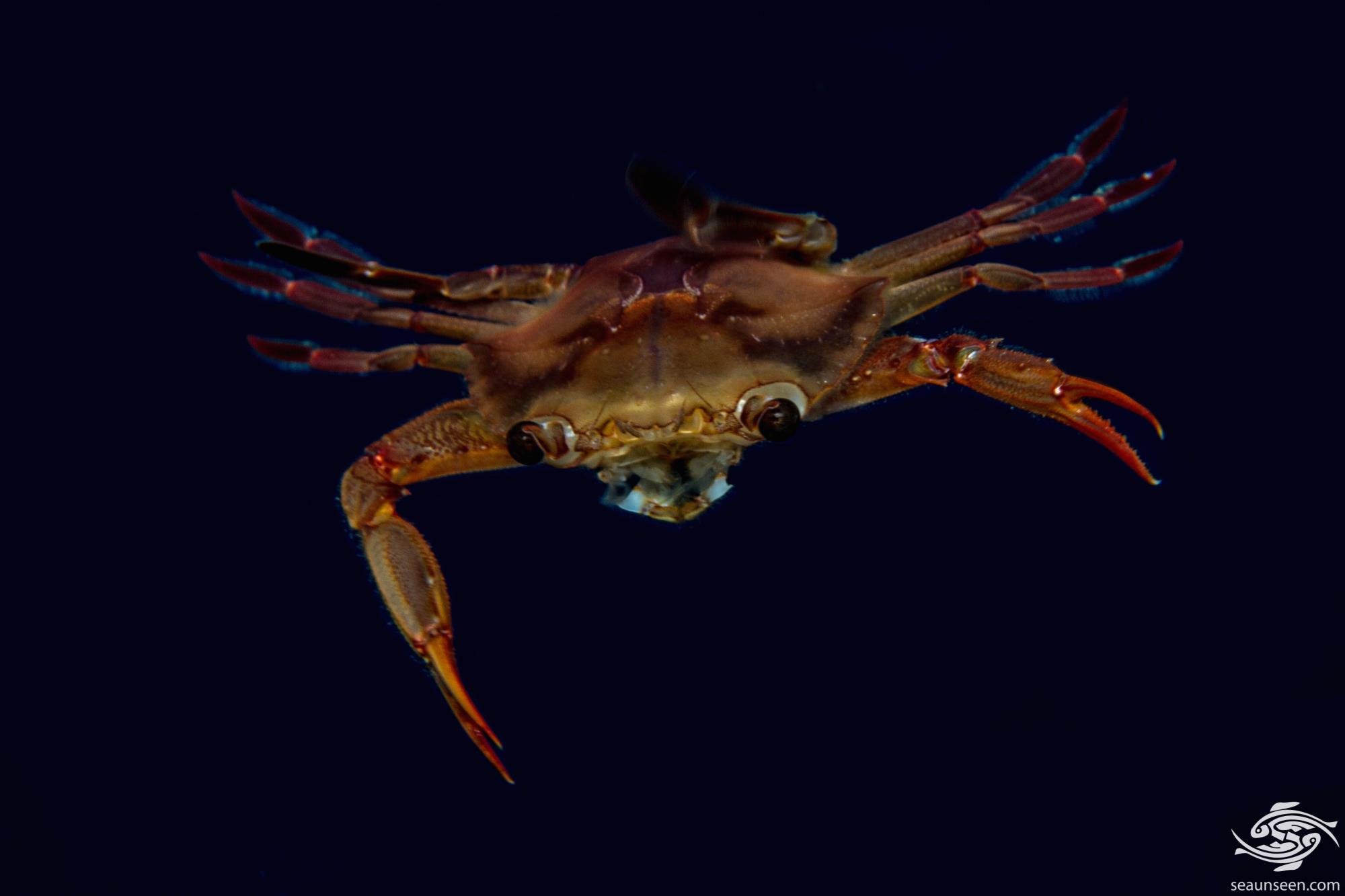 Smiths Swimming Crab Facts and Photographs Seaunseen
