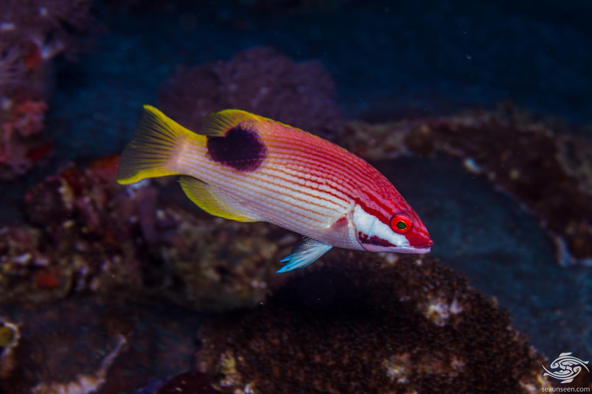 Saddleback Hogfish Facts and Photographs Seaunseen