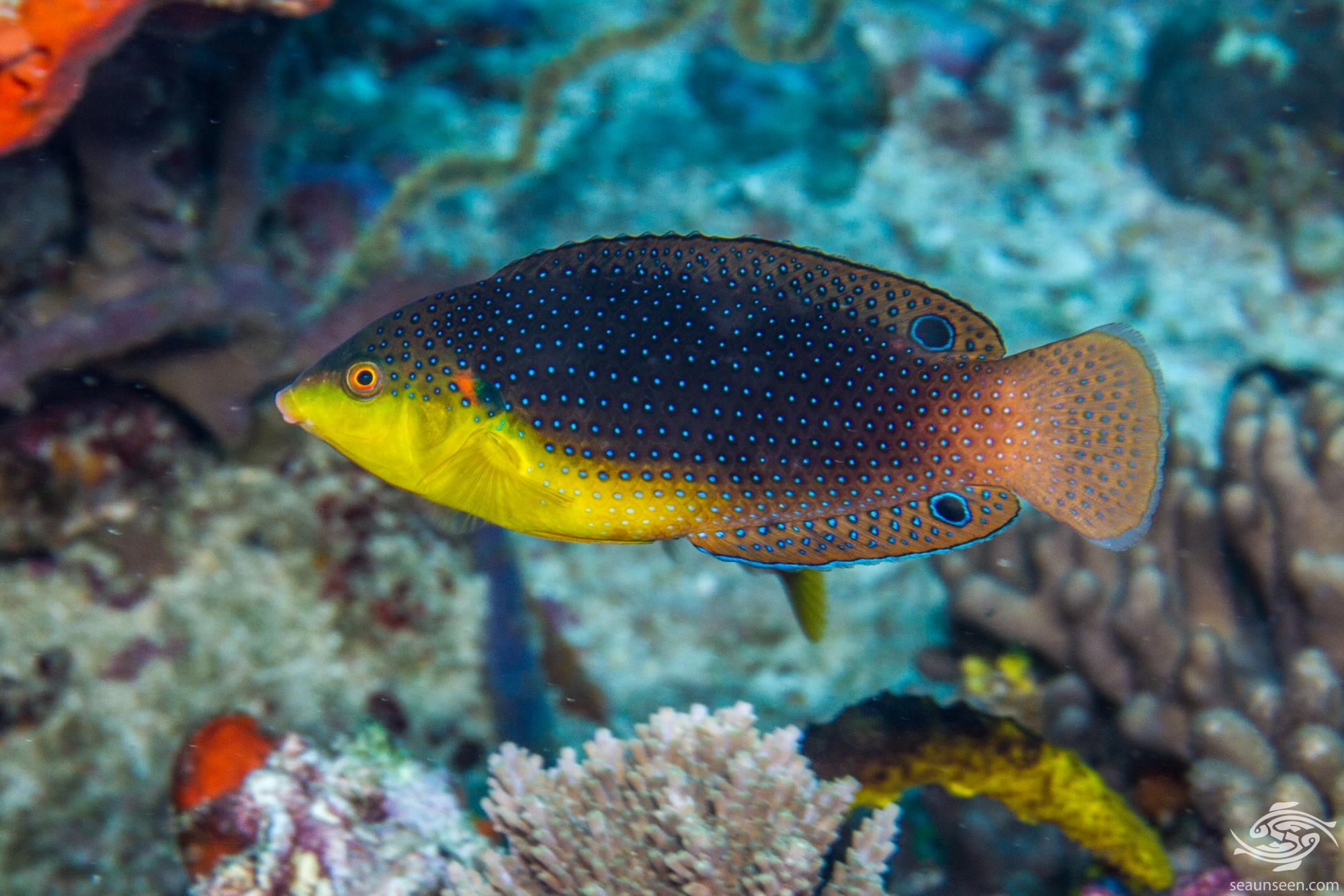 Yellowbreasted Wrasse Facts and Photographs Seaunseen