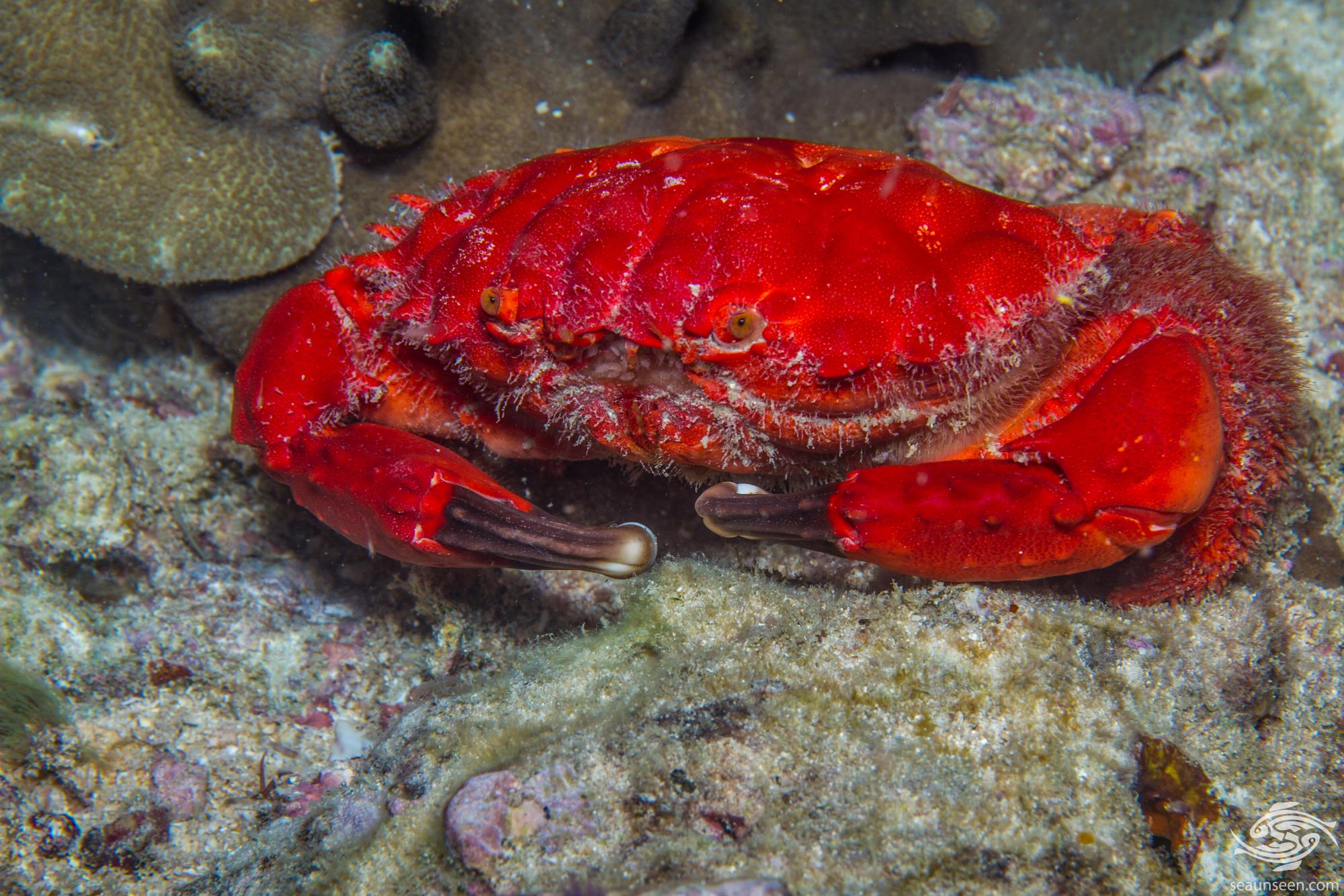 Spiny Spooner Reef Crab Facts and Photographs Seaunseen