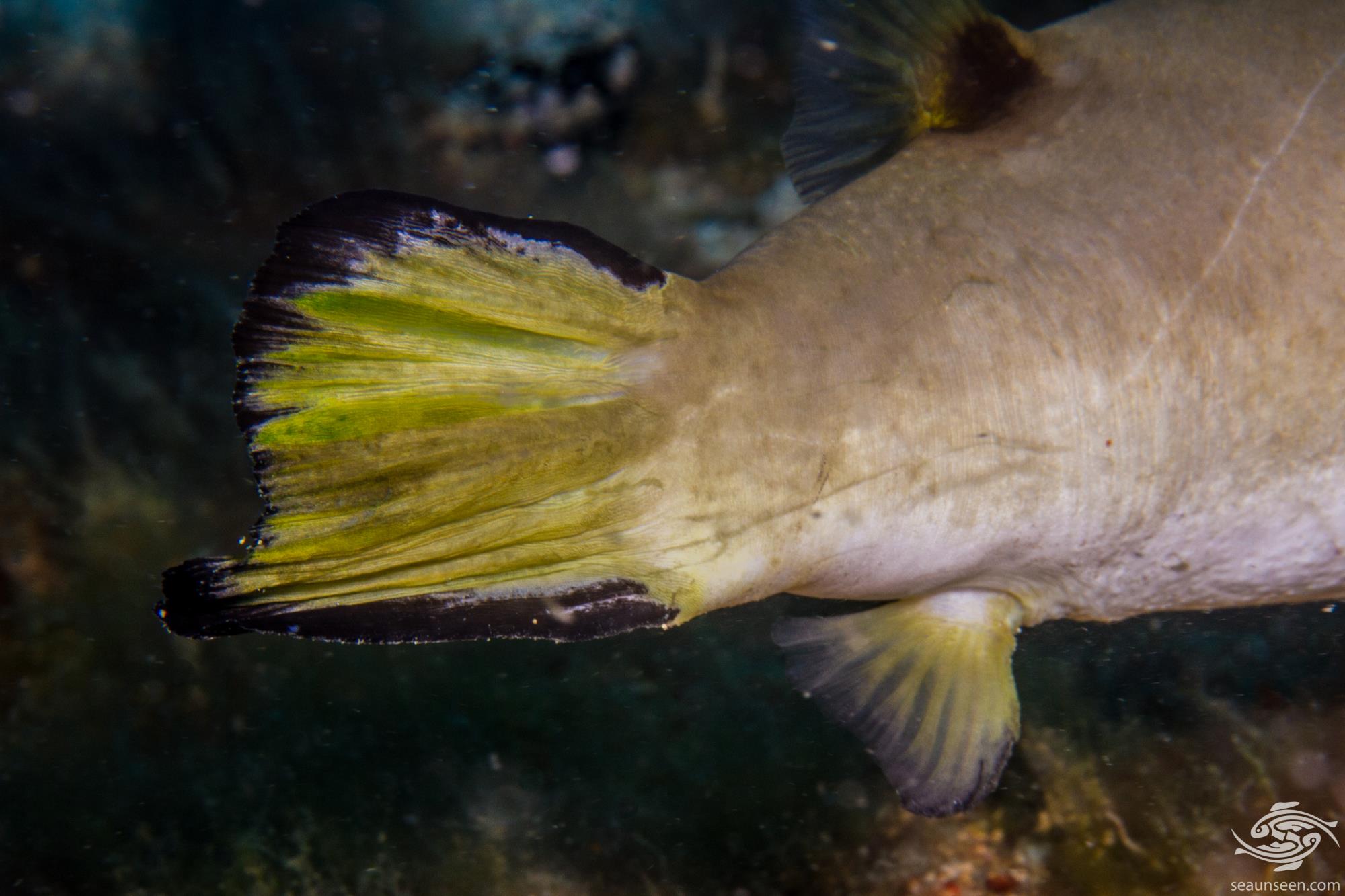 Immaculate Pufferfish Facts and Photographs Seaunseen