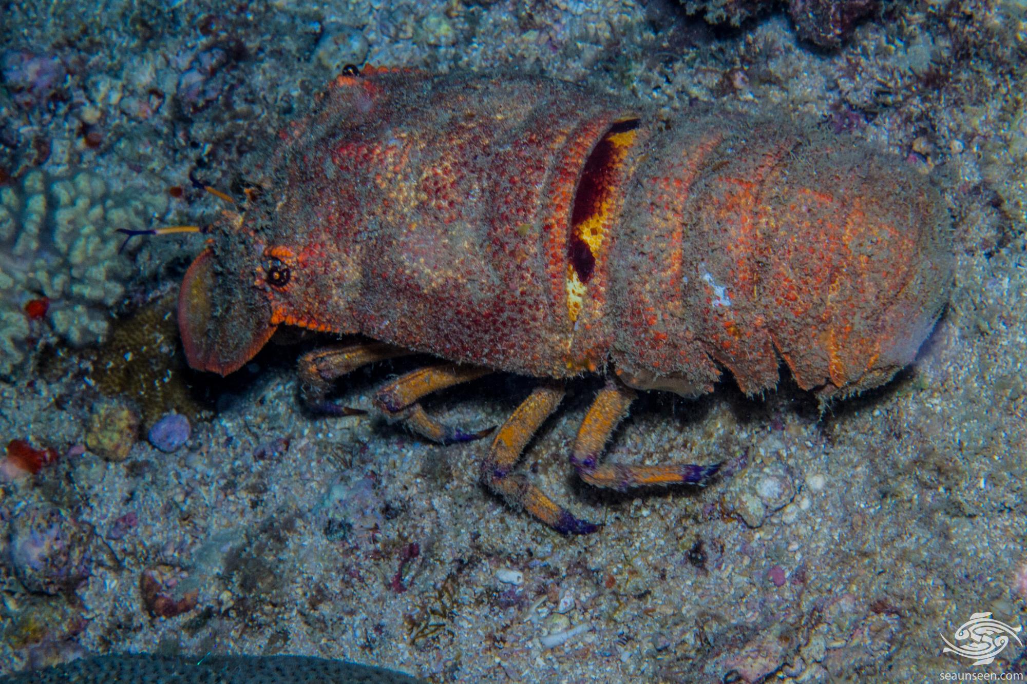 Blunt Slipper Lobster Facts and Photographs • Seaunseen
