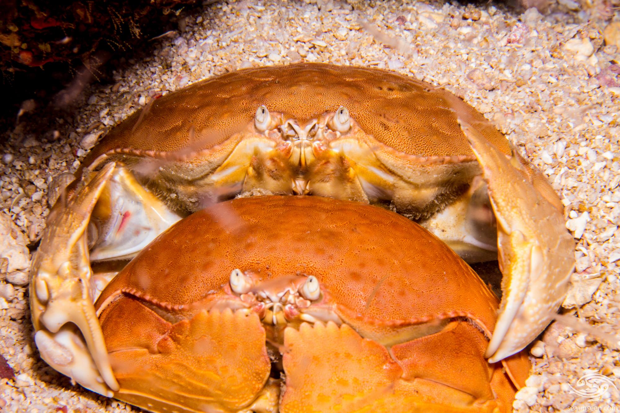 Smooth Box Crab Facts and Photographs Seaunseen