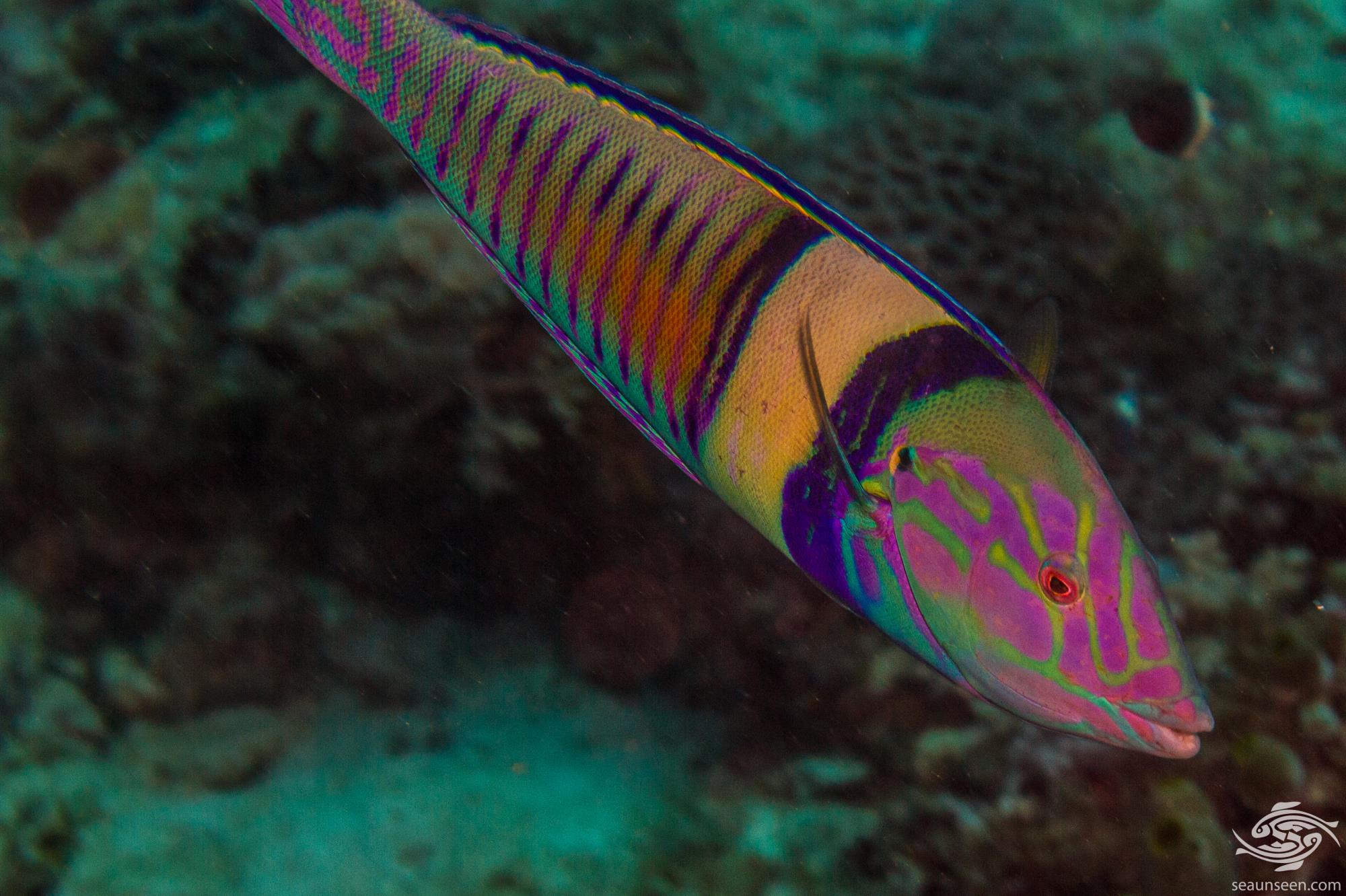 Pastel Ring Wrasse Facts and Photographs • Seaunseen